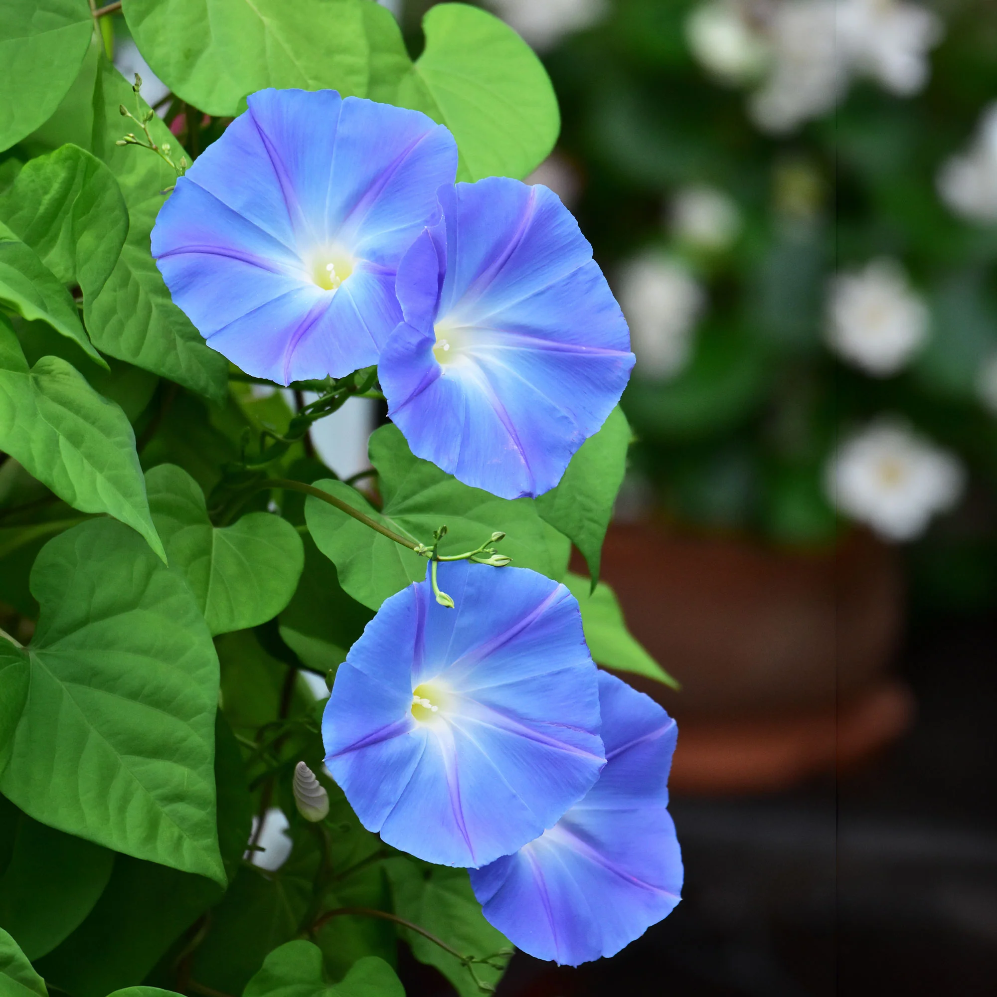 Grootbloemige klimmende winde 'Heavenly Blue'