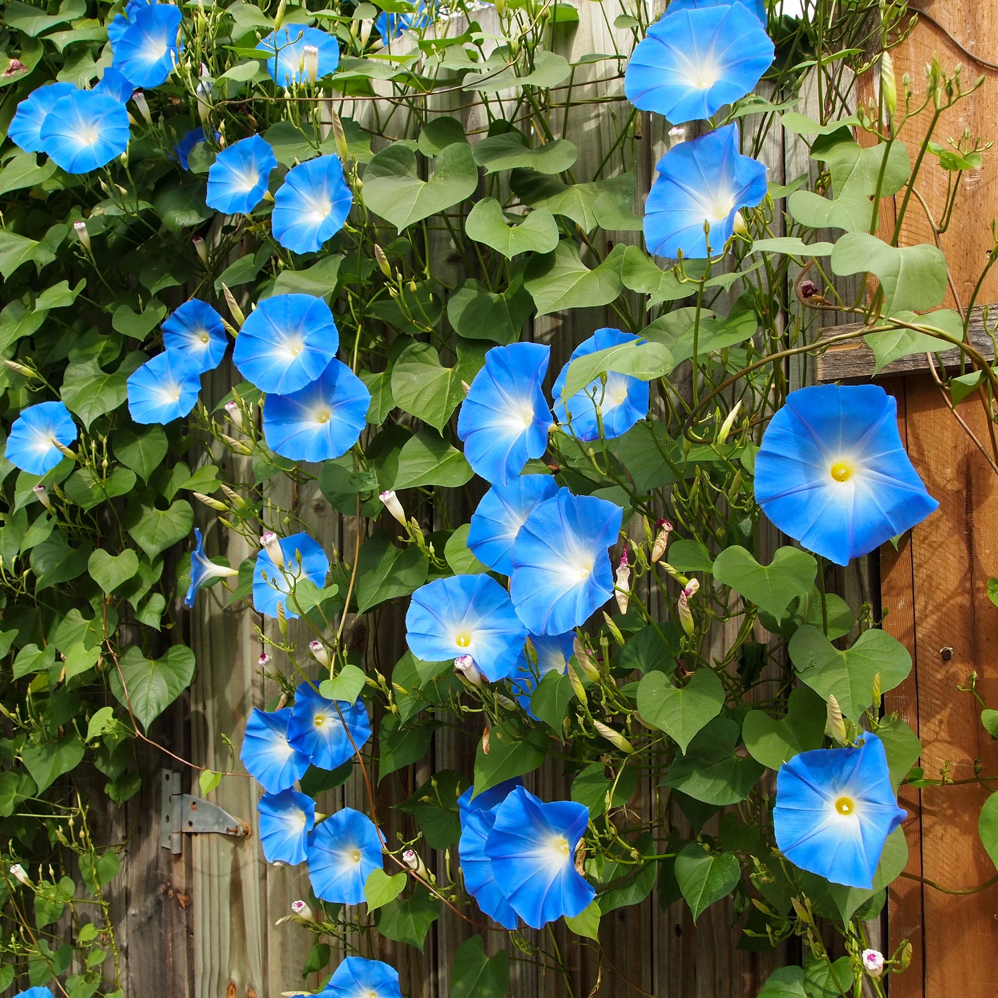 Grootbloemige klimmende winde 'Heavenly Blue' - Image 2