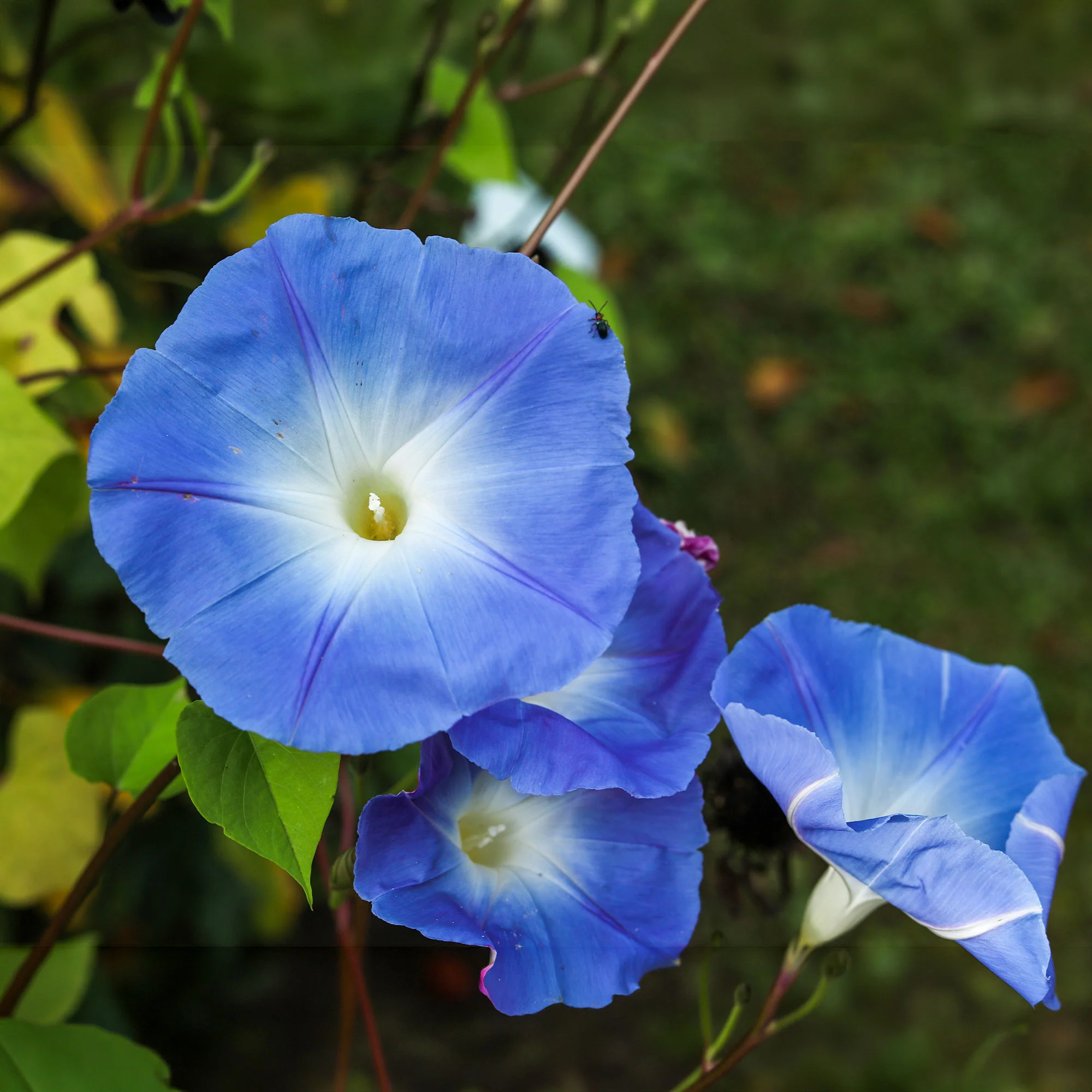 Grootbloemige klimmende winde 'Heavenly Blue' - Image 3