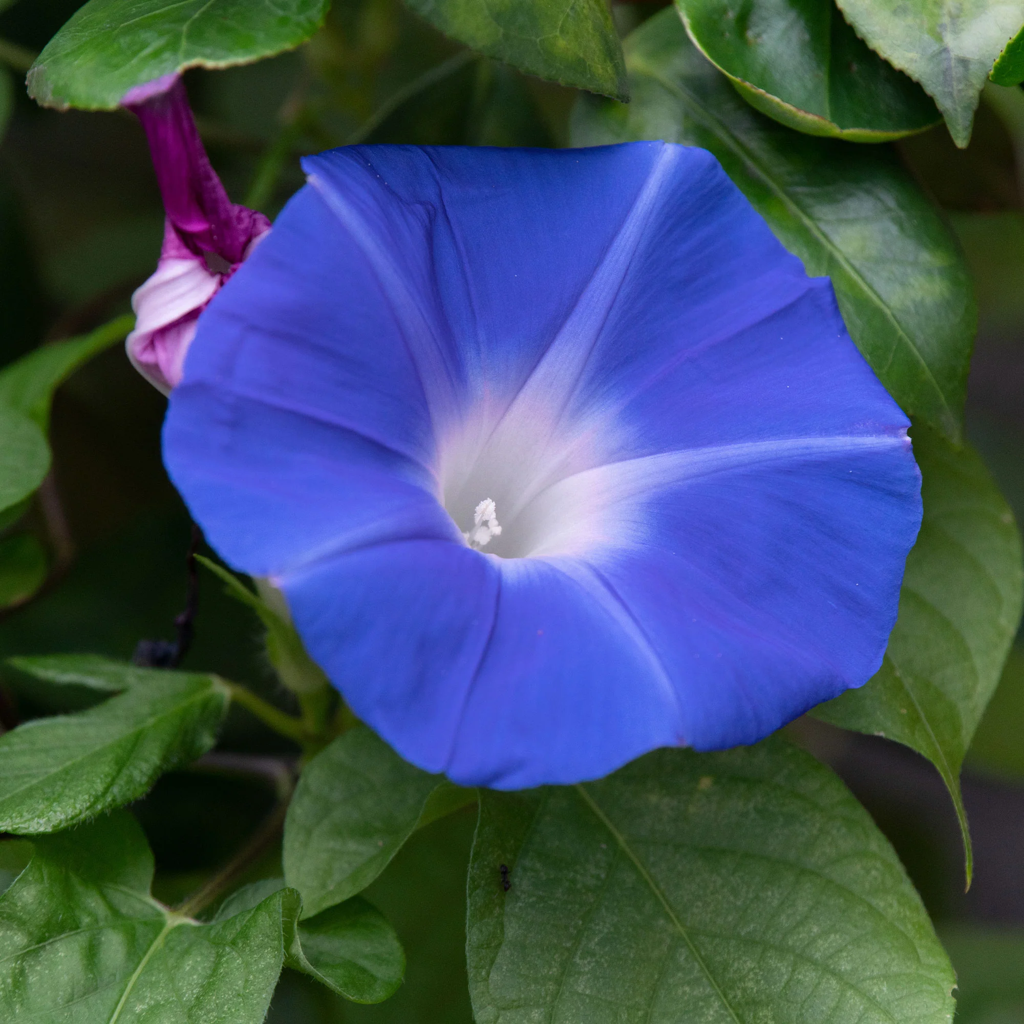 Grootbloemige klimmende winde 'Heavenly Blue' - Image 4