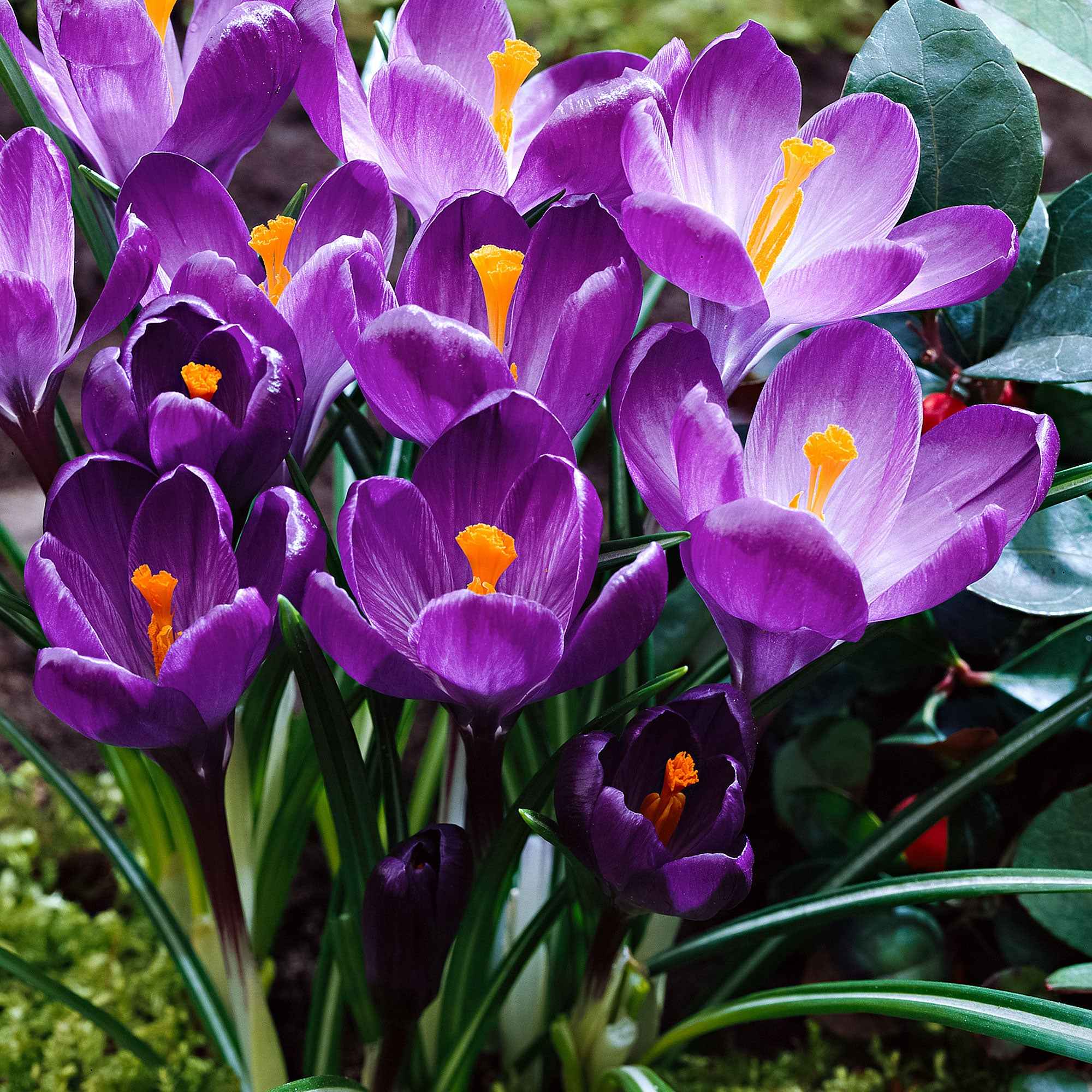 Grootbloemige krokus 'Flower Record' (x15) - Image 3
