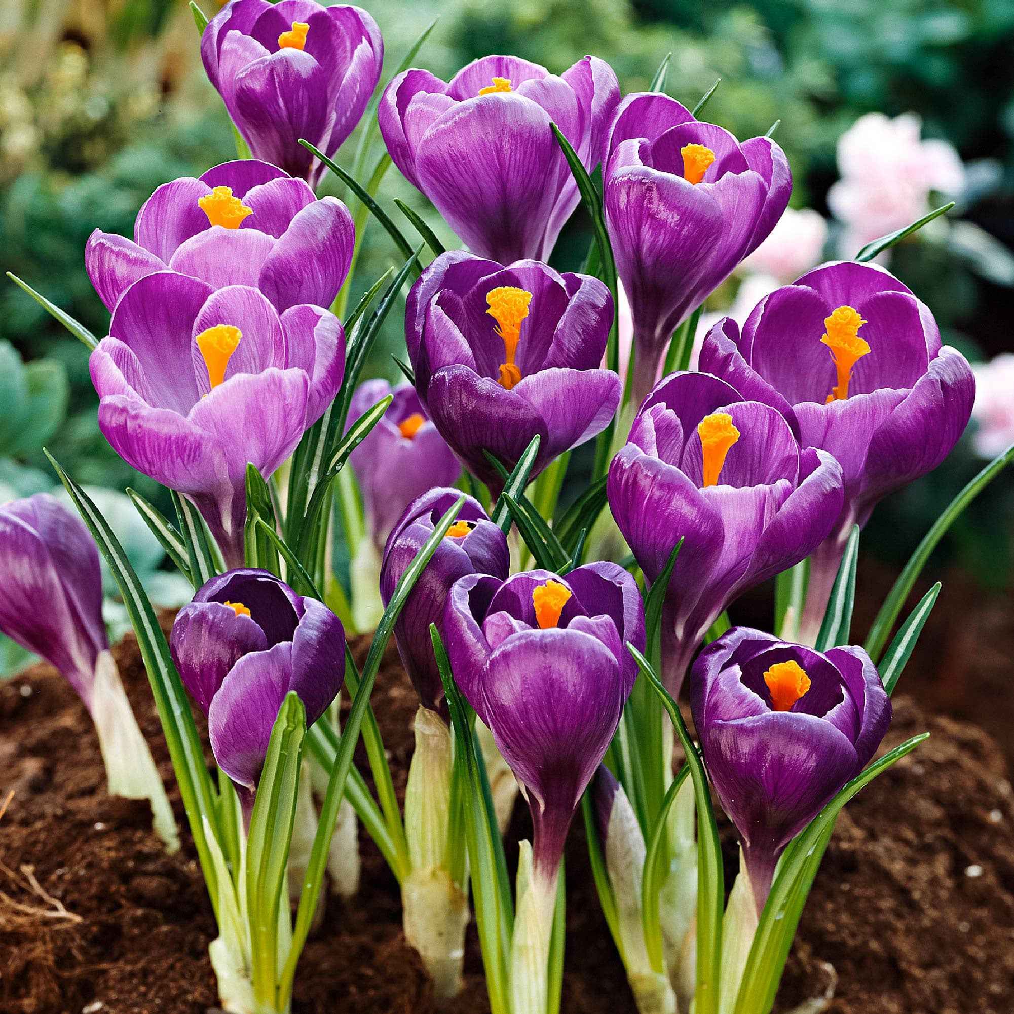 Grootbloemige krokus 'Flower Record' (x15) - Image 4