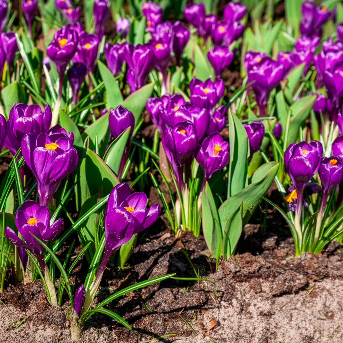 Grootbloemige krokus 'Flower Record' (x15) - Image 5