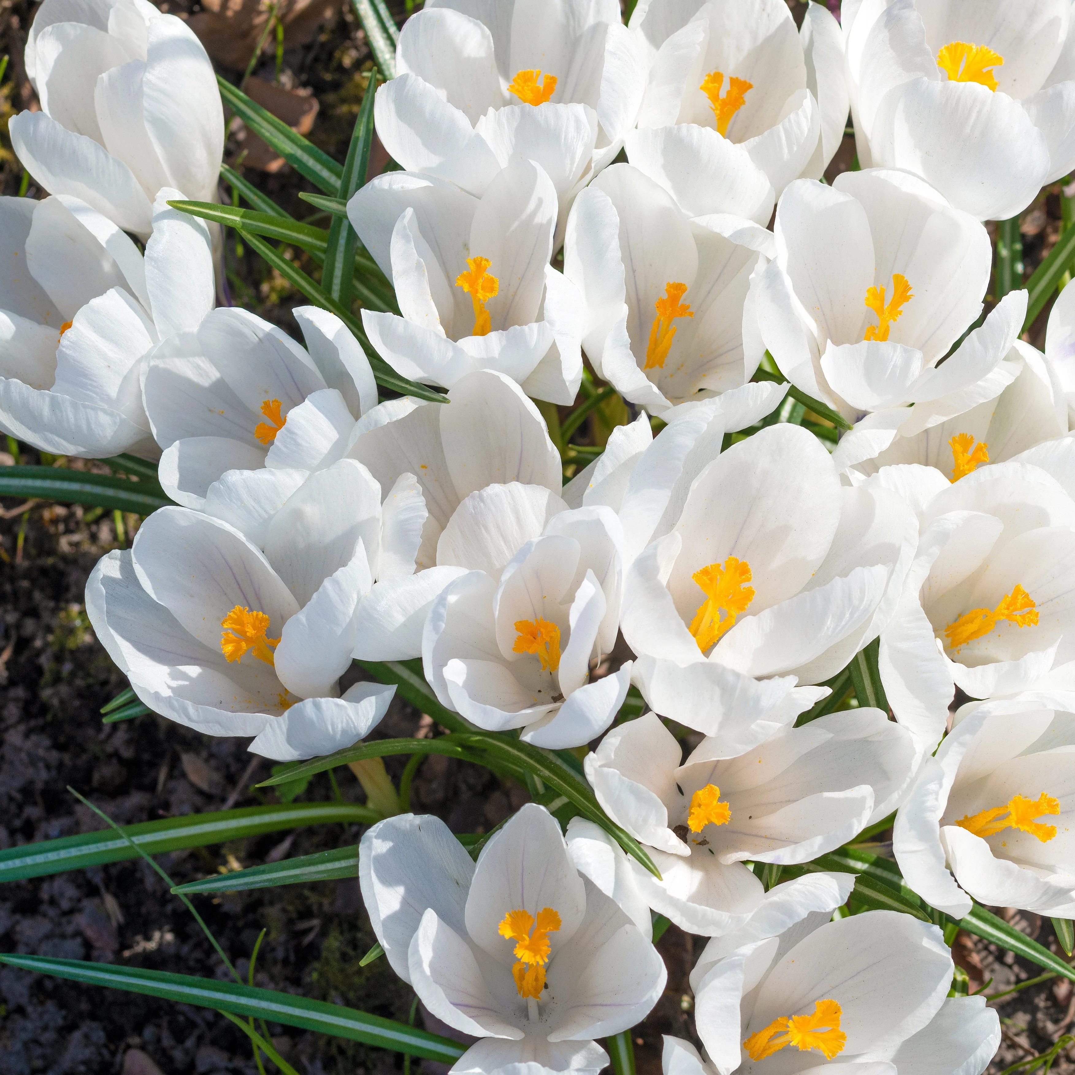 Grootbloemige Krokus 'Jeanne d'Arc' (x15) - Image 3