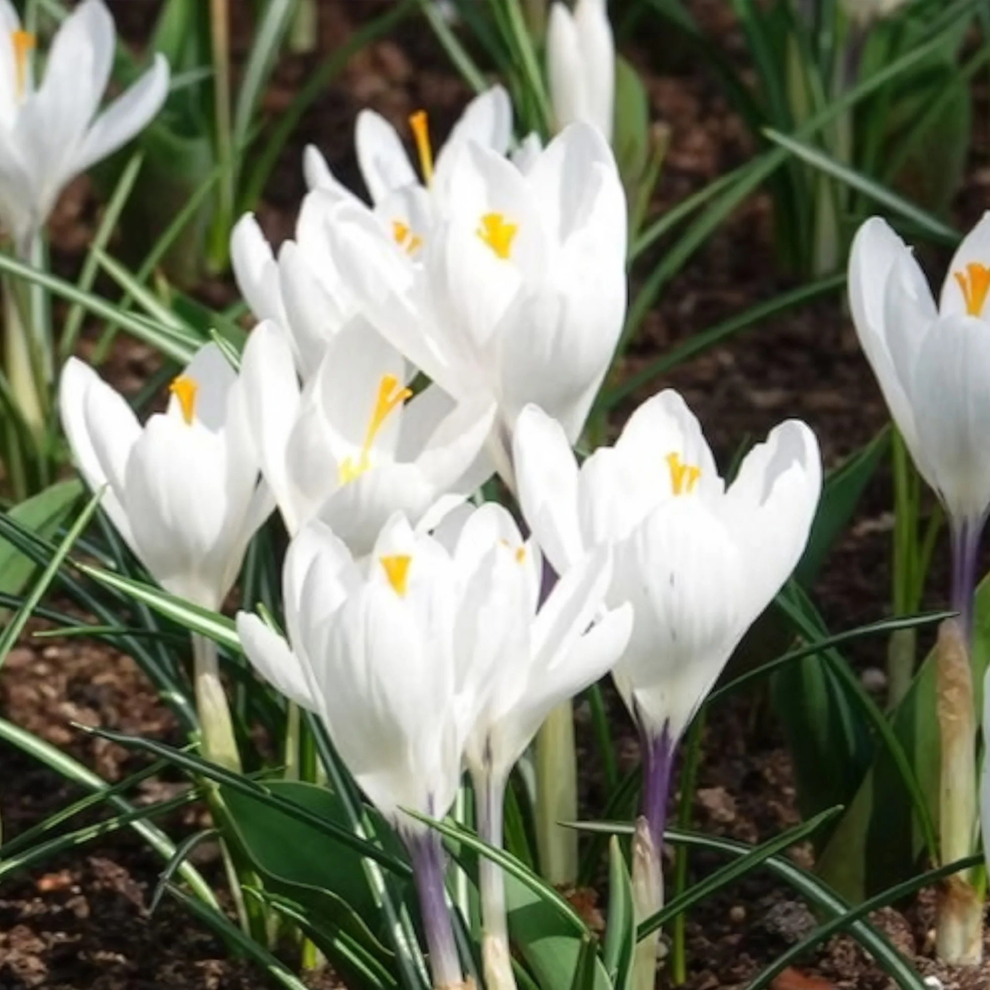 Grootbloemige Krokus 'Jeanne d'Arc' (x15) - Image 4