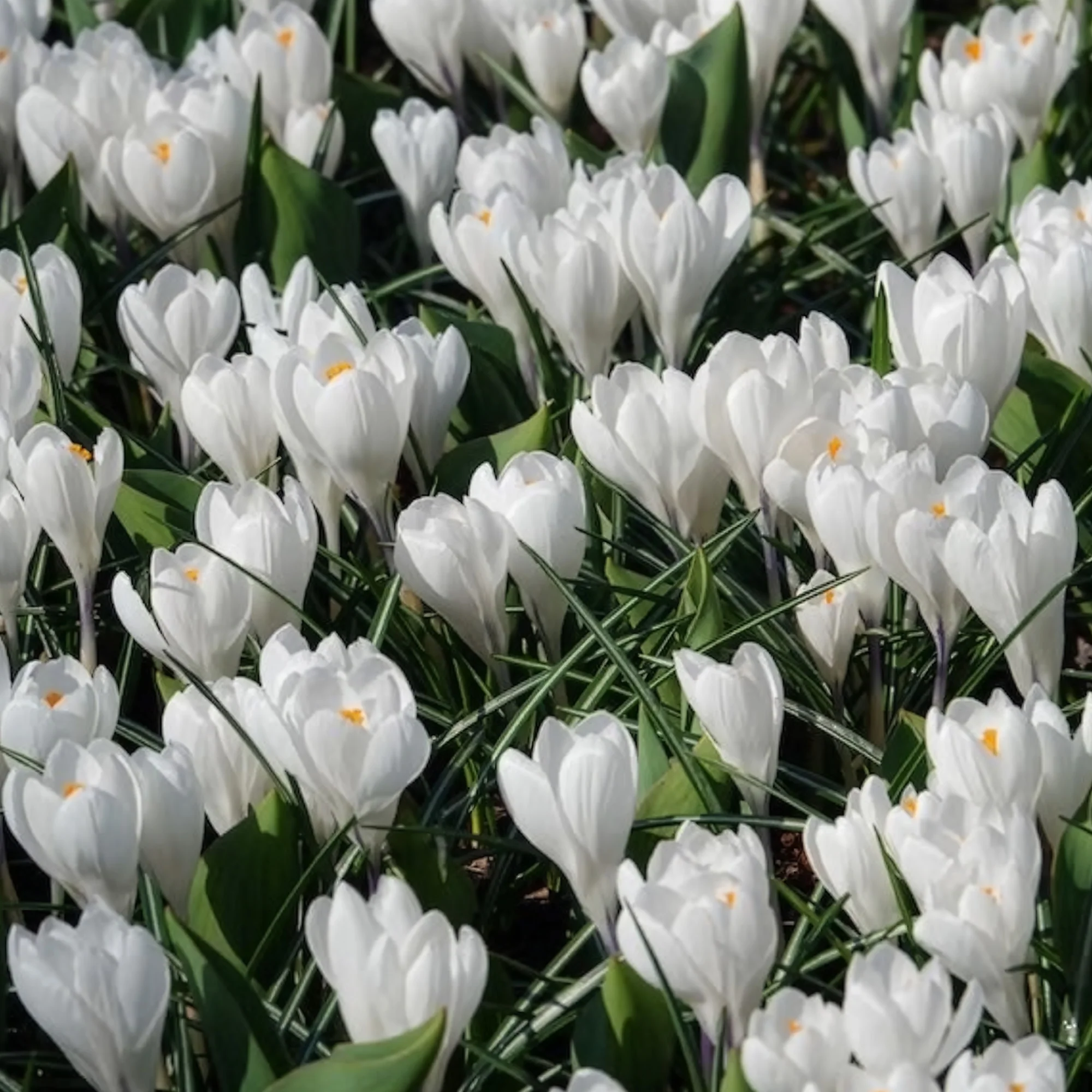 Grootbloemige Krokus 'Jeanne d'Arc' (x15) - Image 5