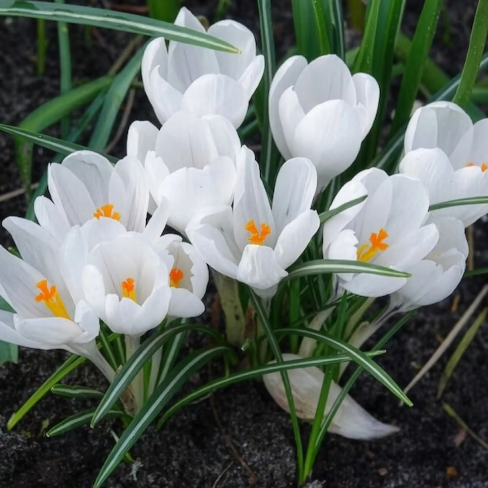 Grootbloemige Krokus 'Jeanne d'Arc' (x15) - Image 6
