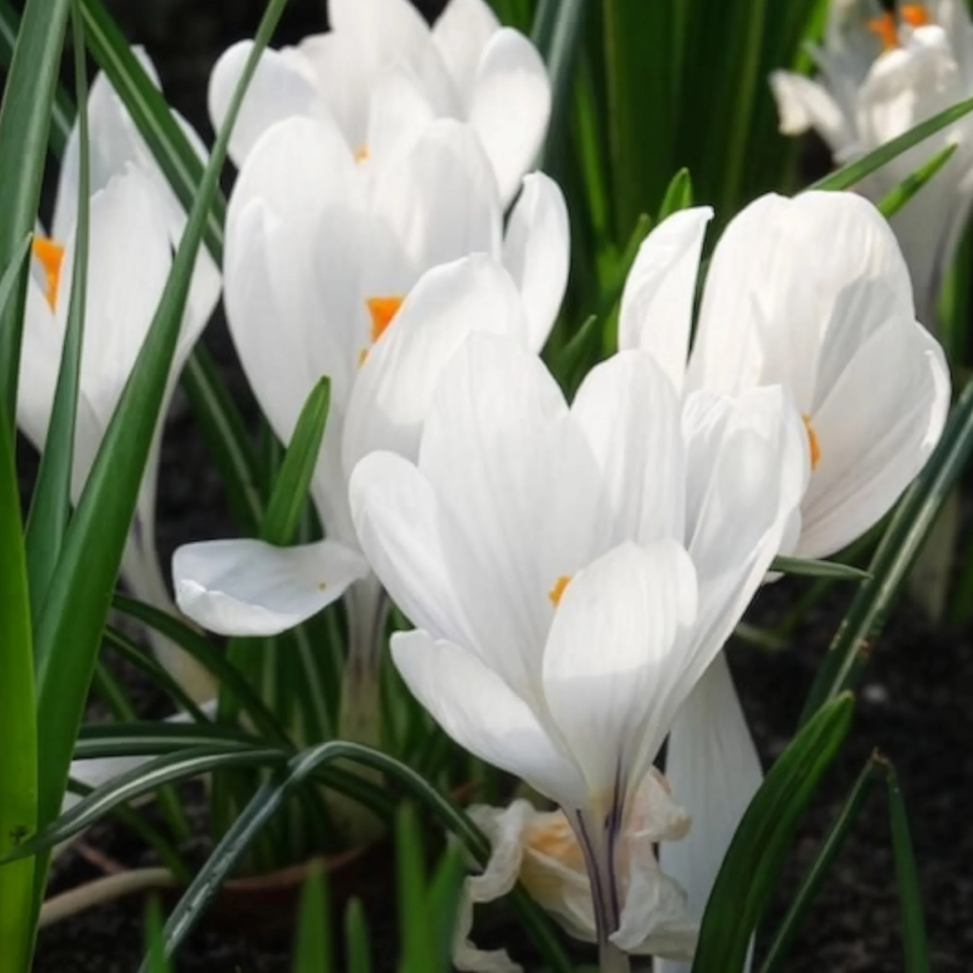 Grootbloemige Krokus 'Jeanne d'Arc' (x15) - Image 7