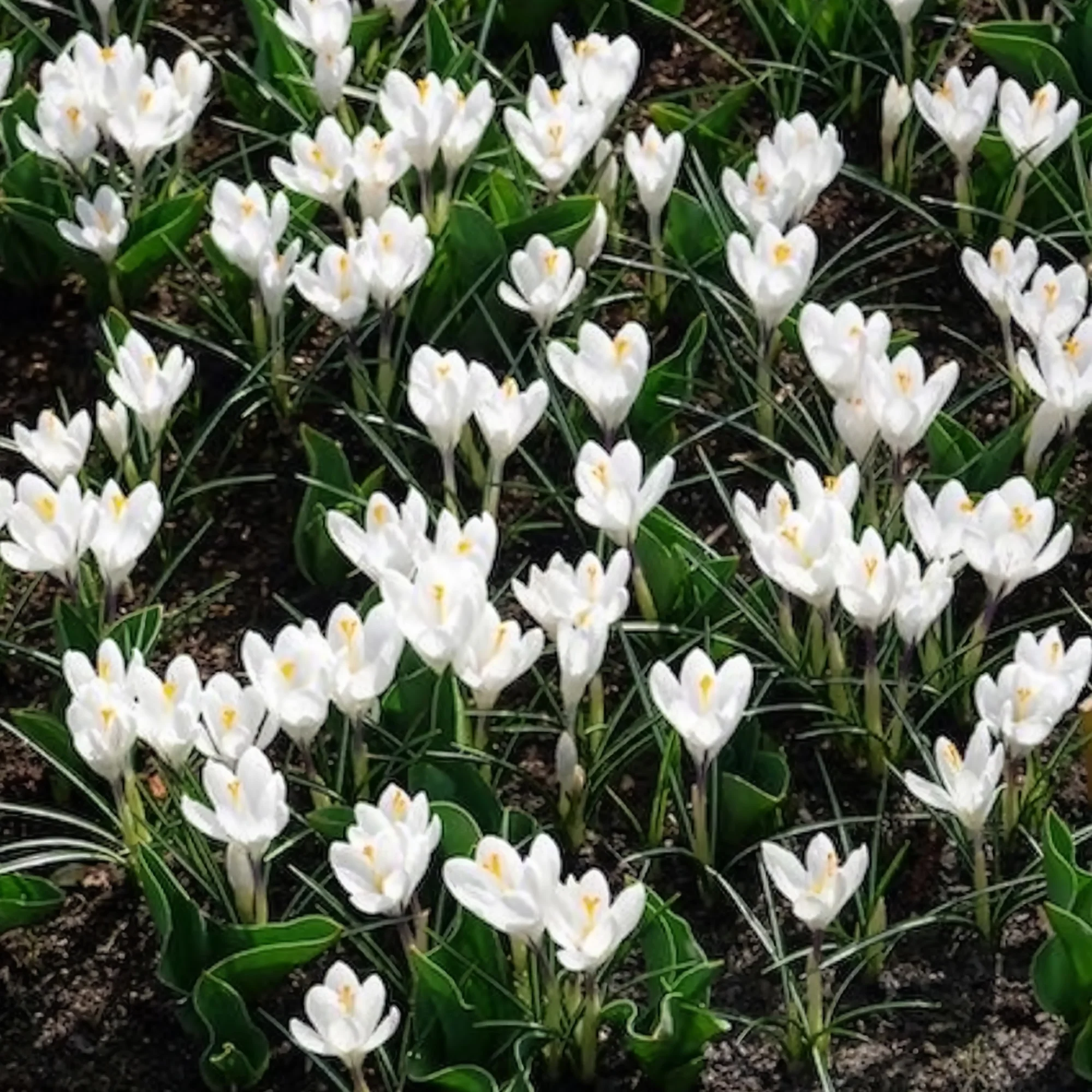 Grootbloemige Krokus 'Jeanne d'Arc' (x15) - Image 8