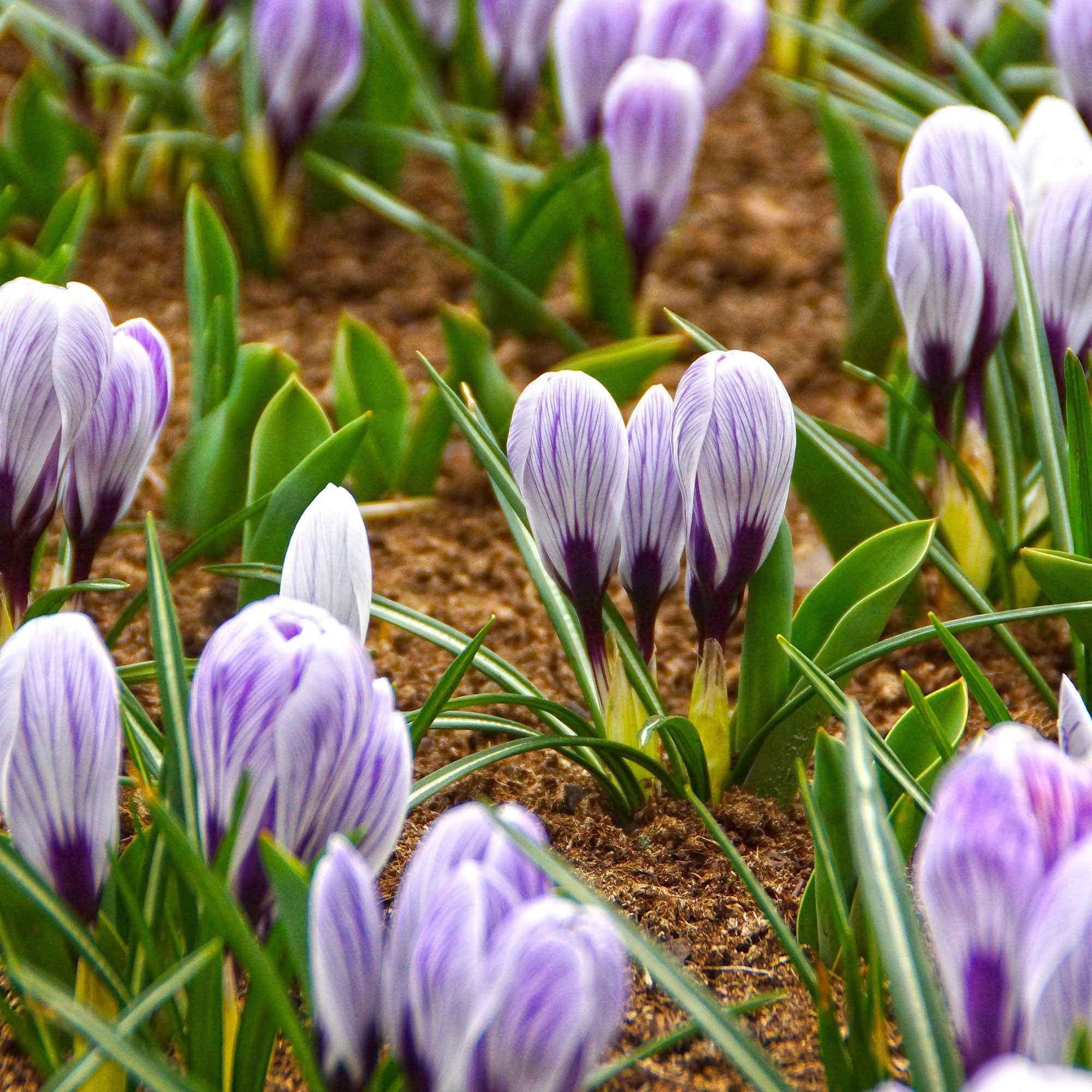 Grootbloemige krokus 'Pickwick' (x15) - Image 3
