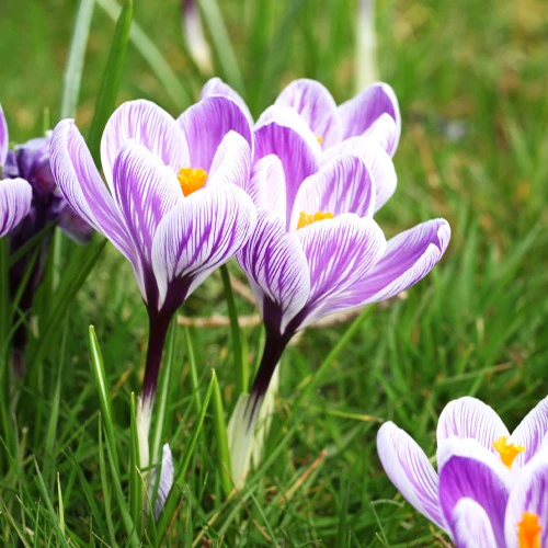Grootbloemige krokus 'Pickwick' (x15) - Image 4