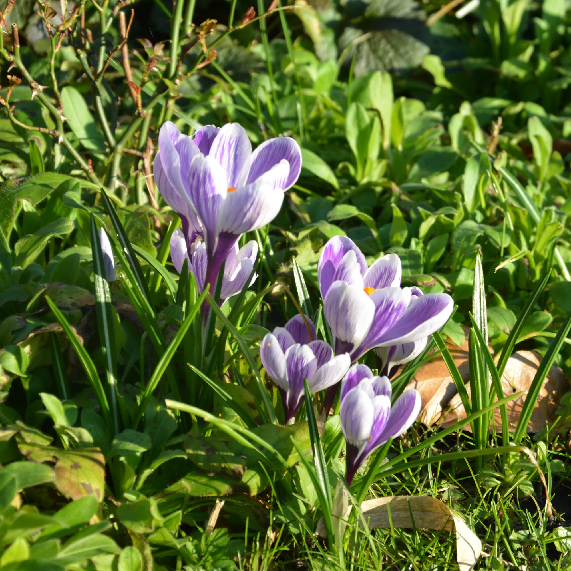 Grootbloemige krokus 'Pickwick' (x15) - Image 5