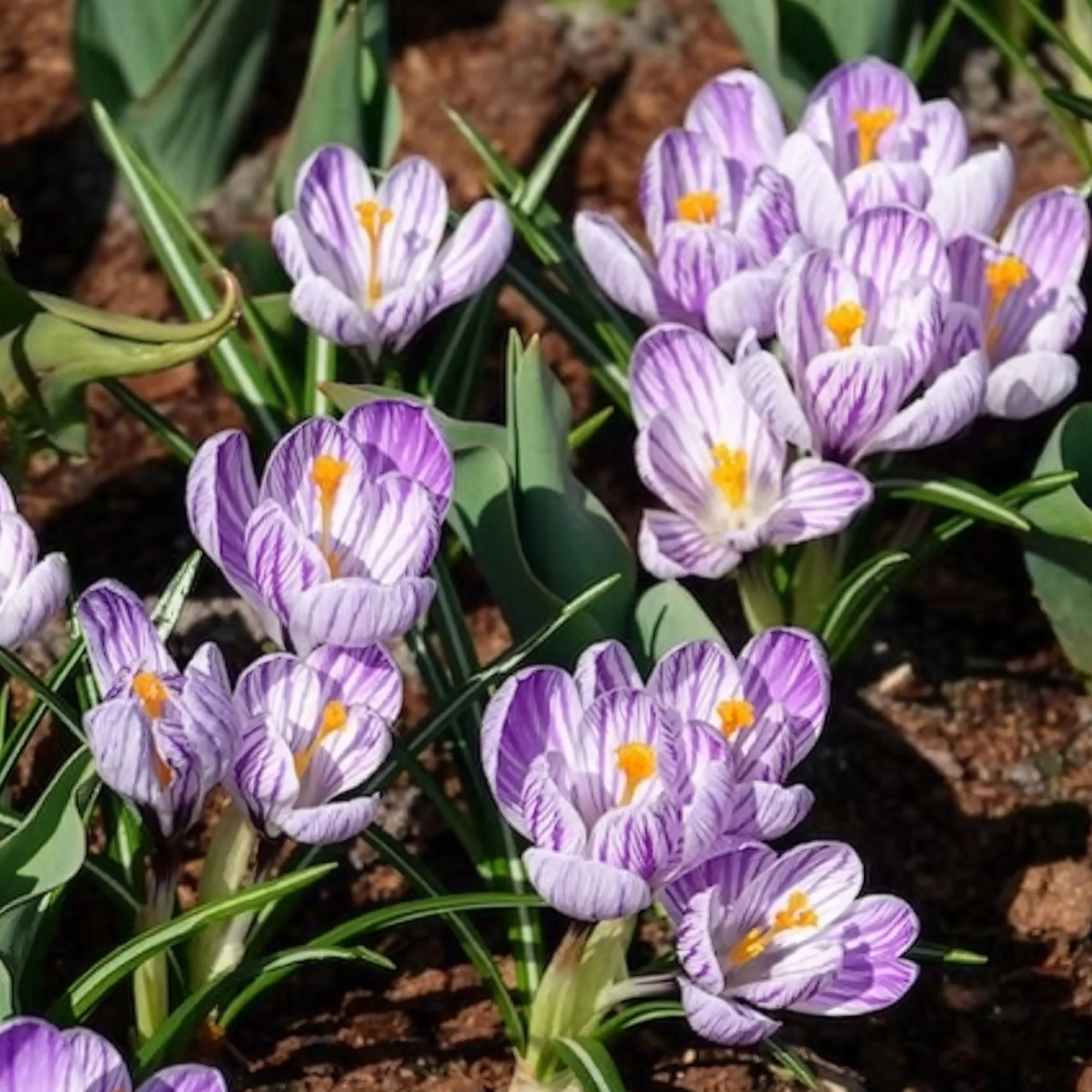 Grootbloemige krokus 'Pickwick' (x15) - Image 6