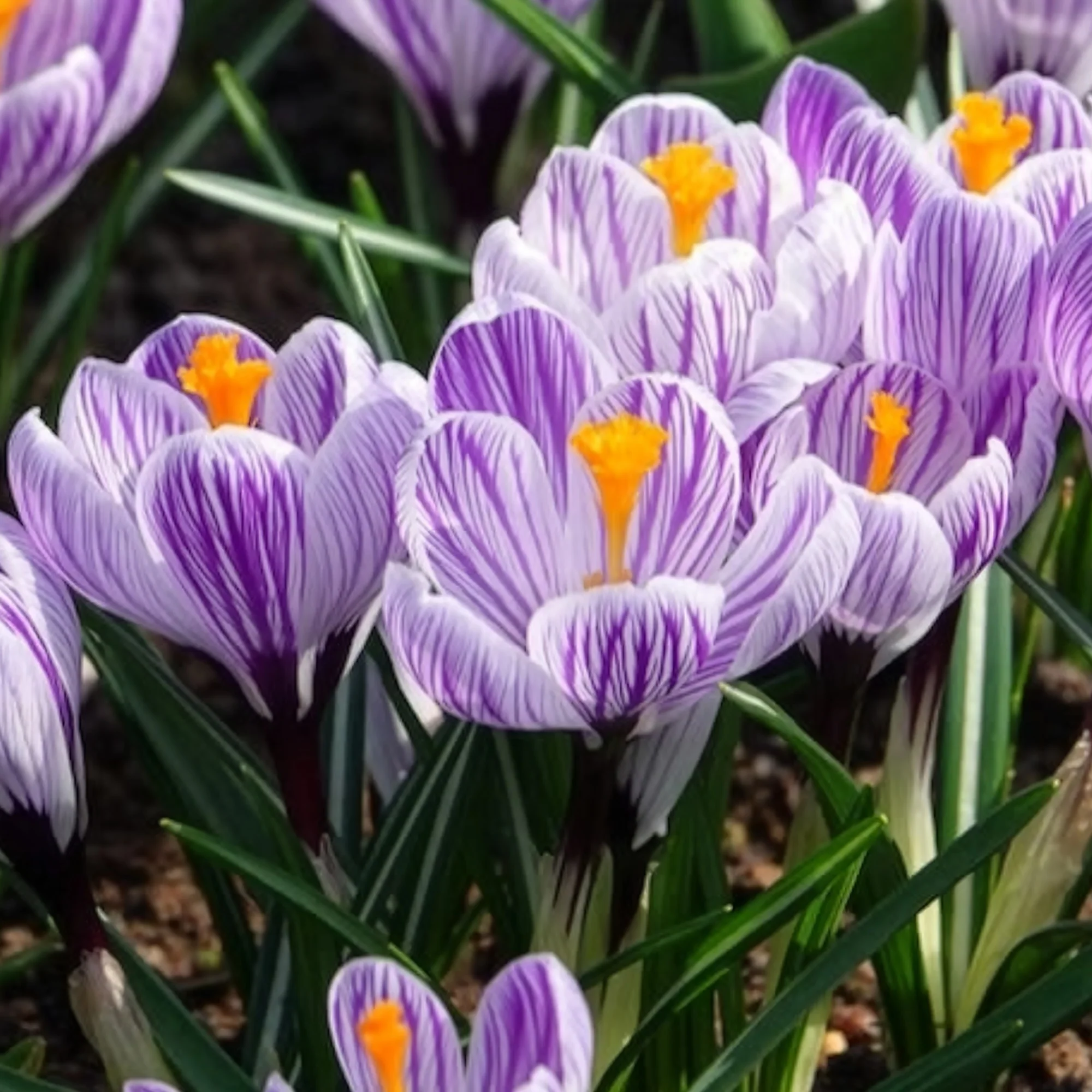 Grootbloemige krokus 'Pickwick' (x15) - Image 7