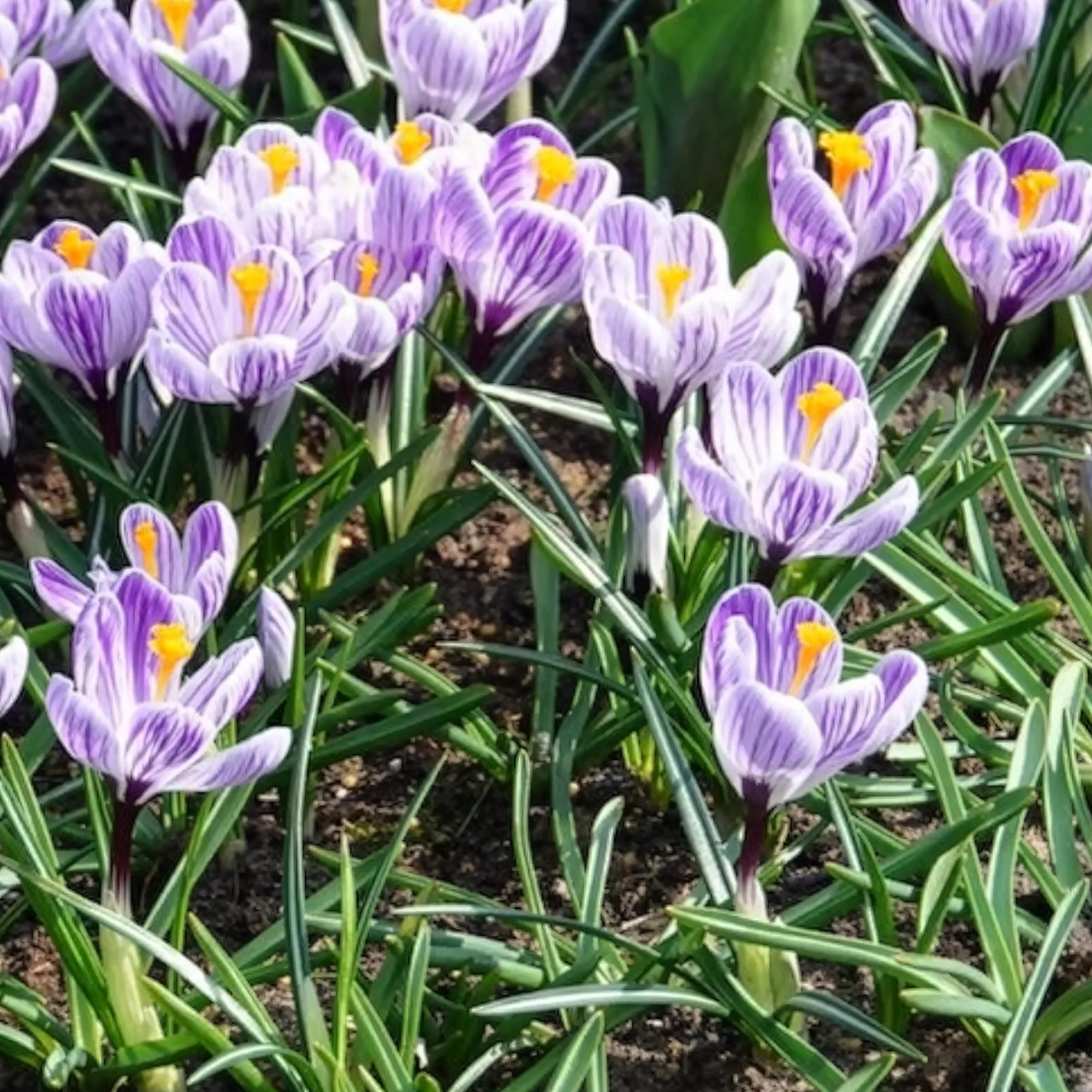 Grootbloemige krokus 'Pickwick' (x15) - Image 8