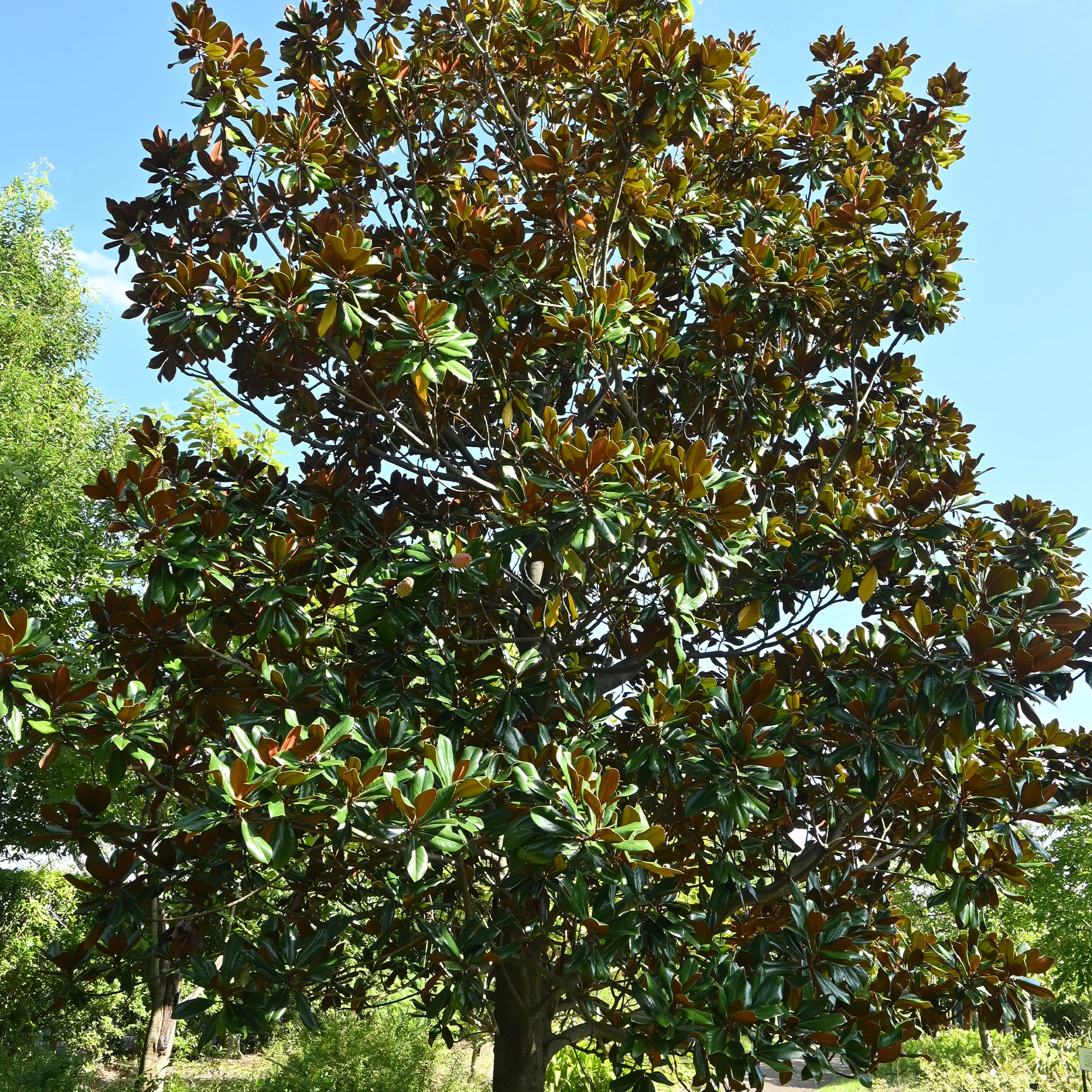 Grootbloemige Magnolia