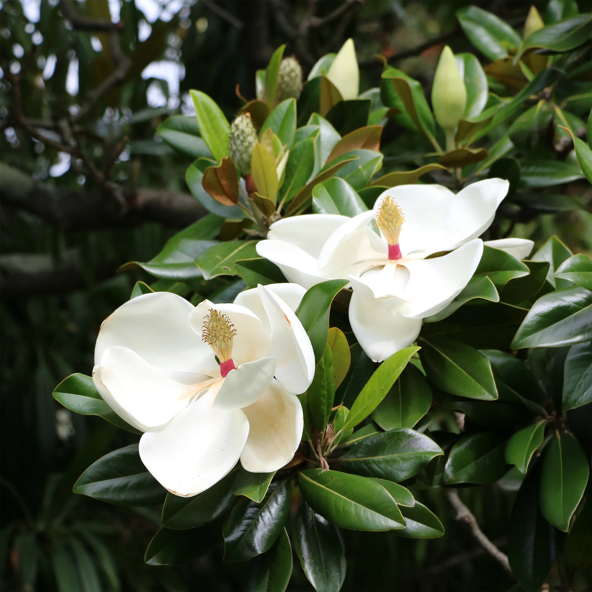 Grootbloemige Magnolia - Image 2