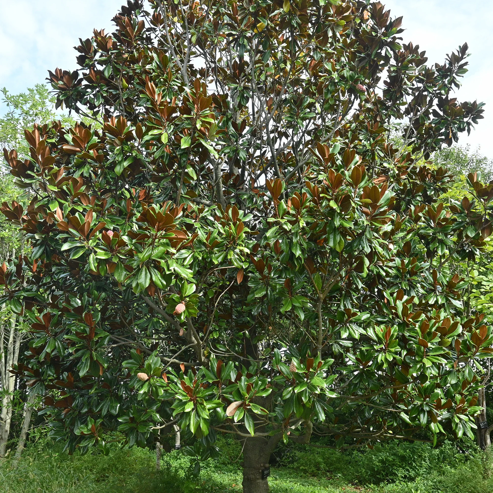 Grootbloemige Magnolia - Image 3