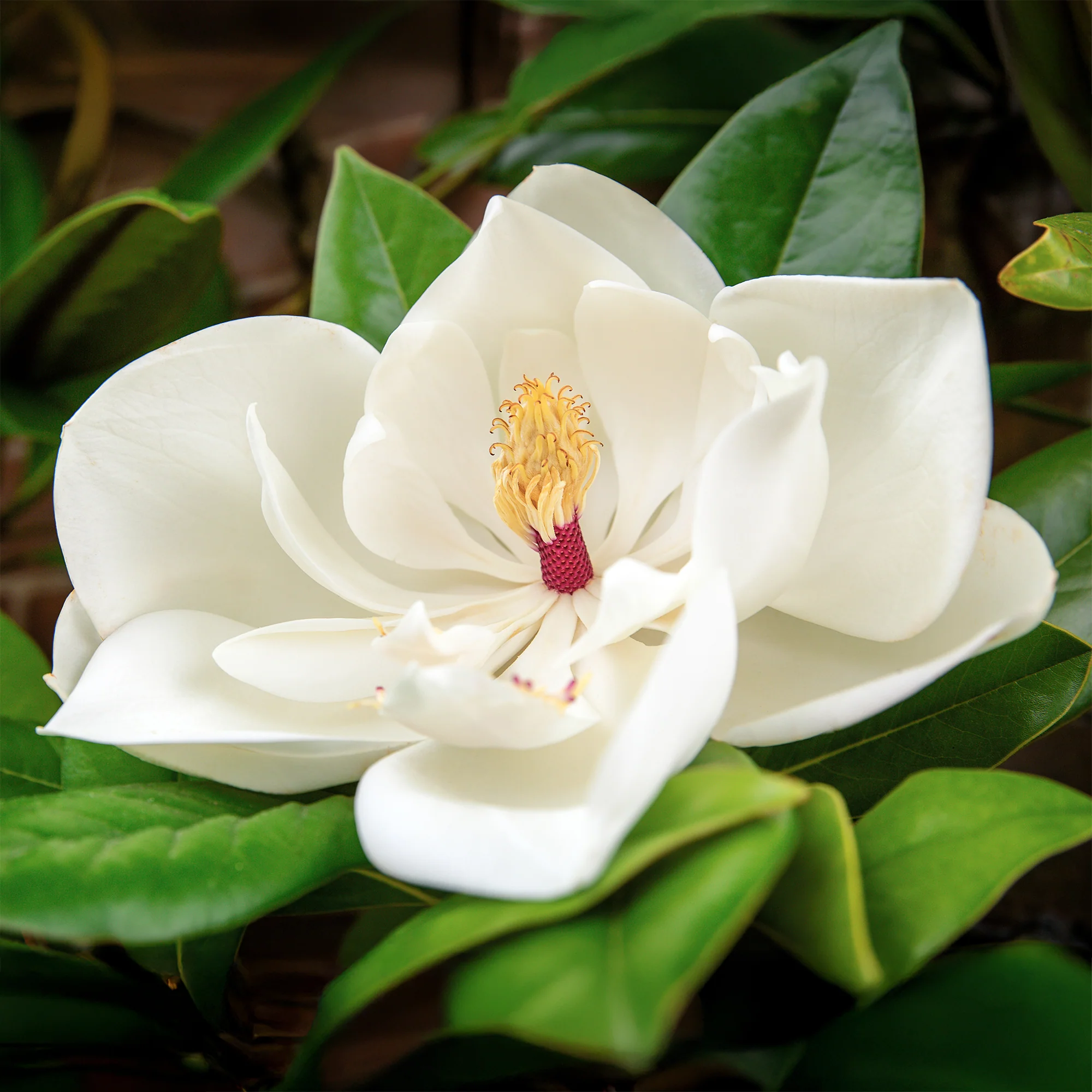 Grootbloemige Magnolia - Image 4