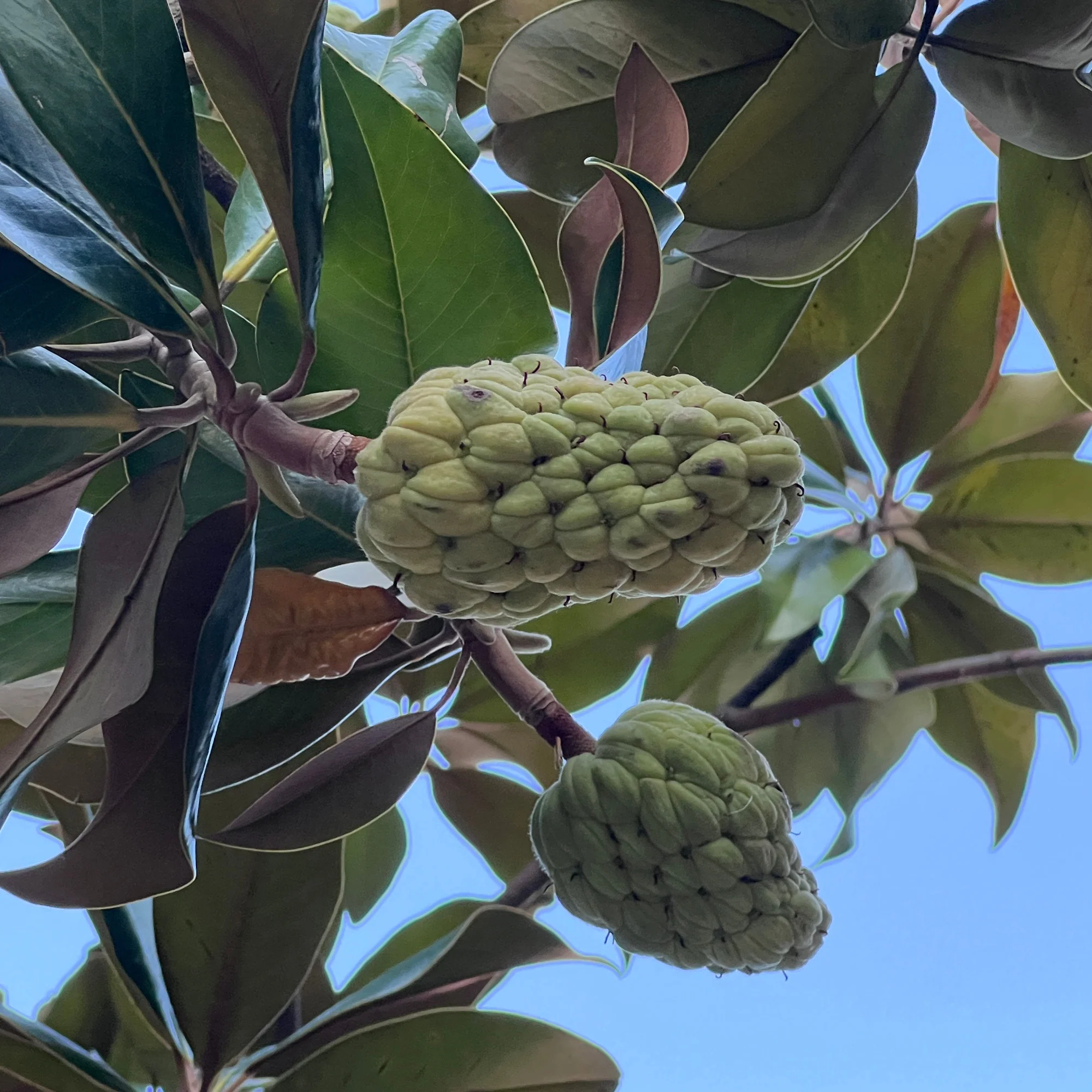 Grootbloemige Magnolia - Image 5