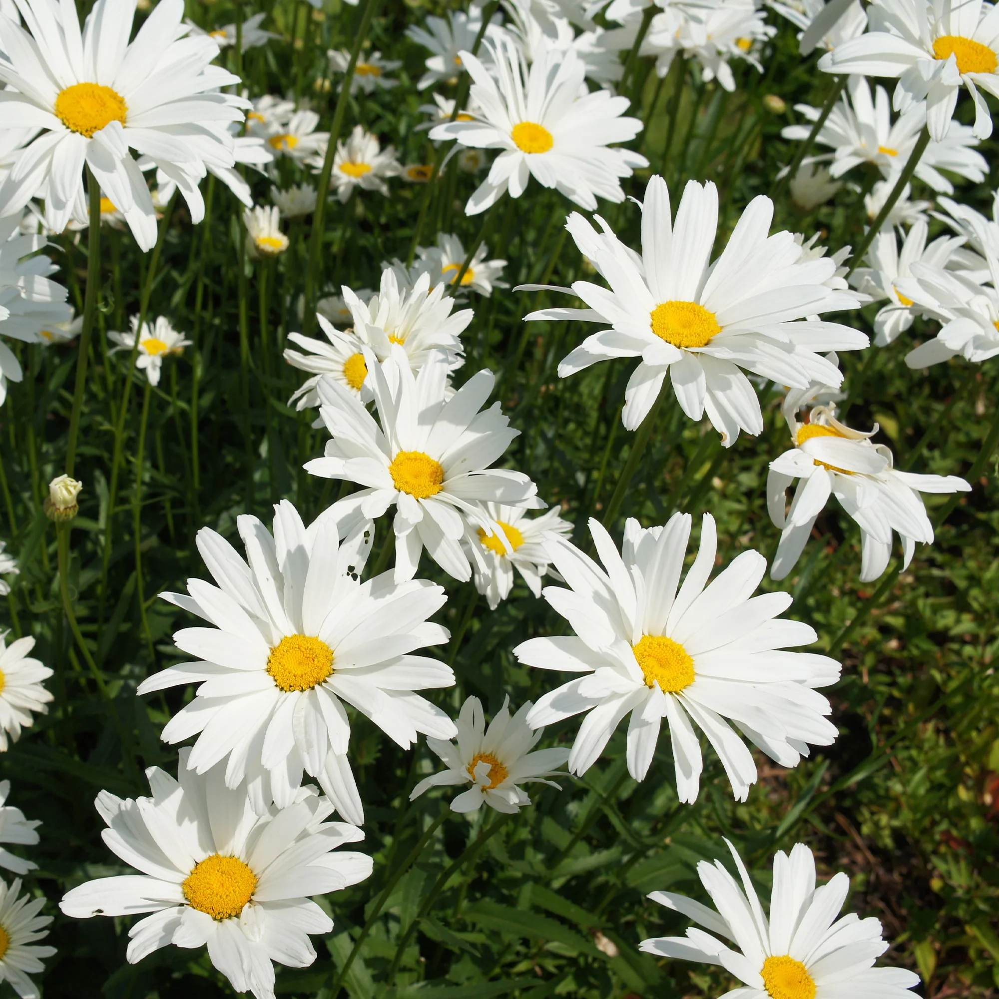 Grootbloemige margriet