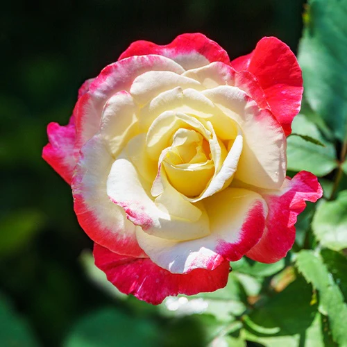 Grootbloemige roos 'Double Delight'