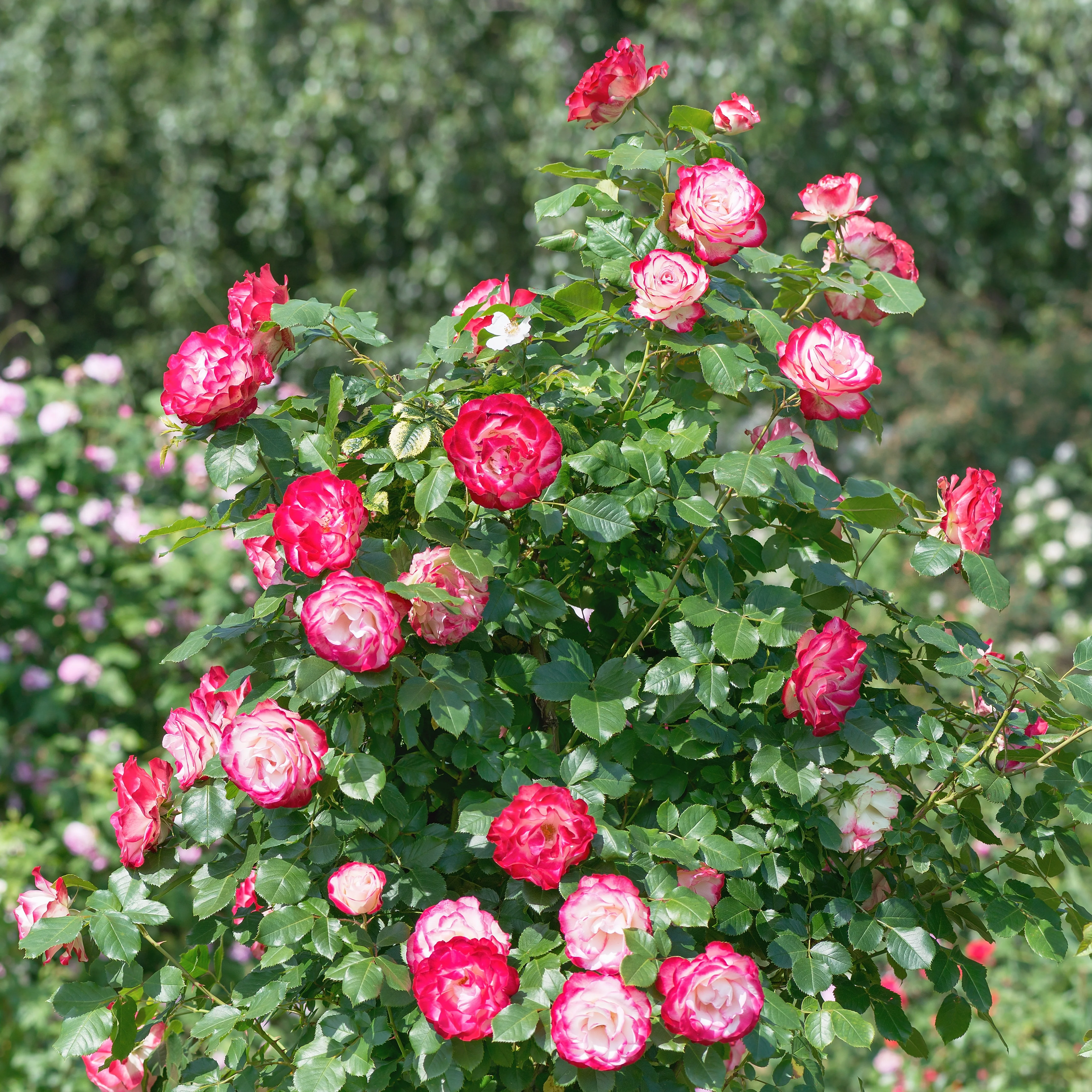 Grootbloemige roos 'Double Delight' - Image 2