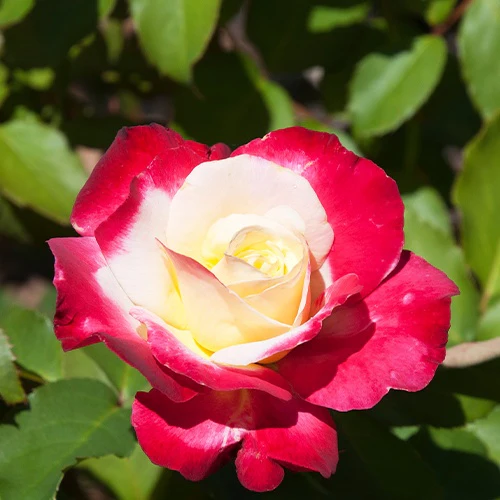 Grootbloemige roos 'Double Delight' - Image 3
