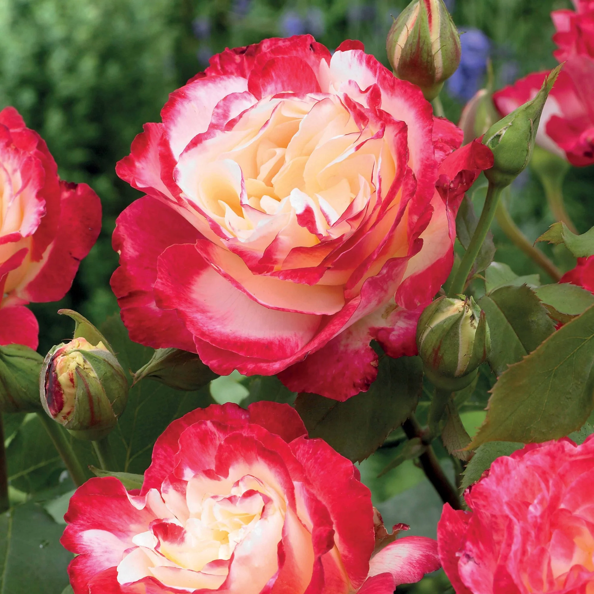 Grootbloemige roos 'Double Delight' - Image 4