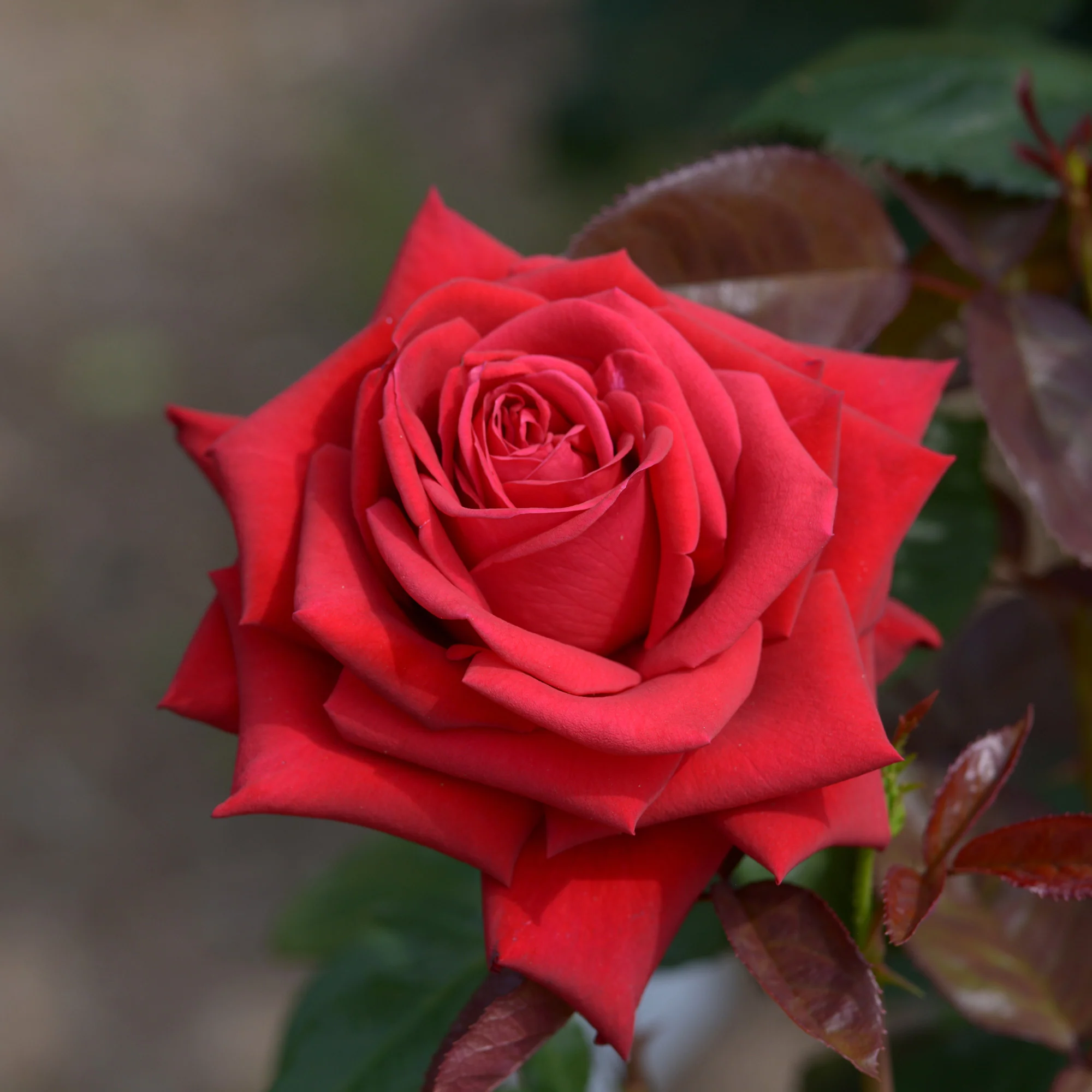 Grootbloemige roos 'Grande Amore'
