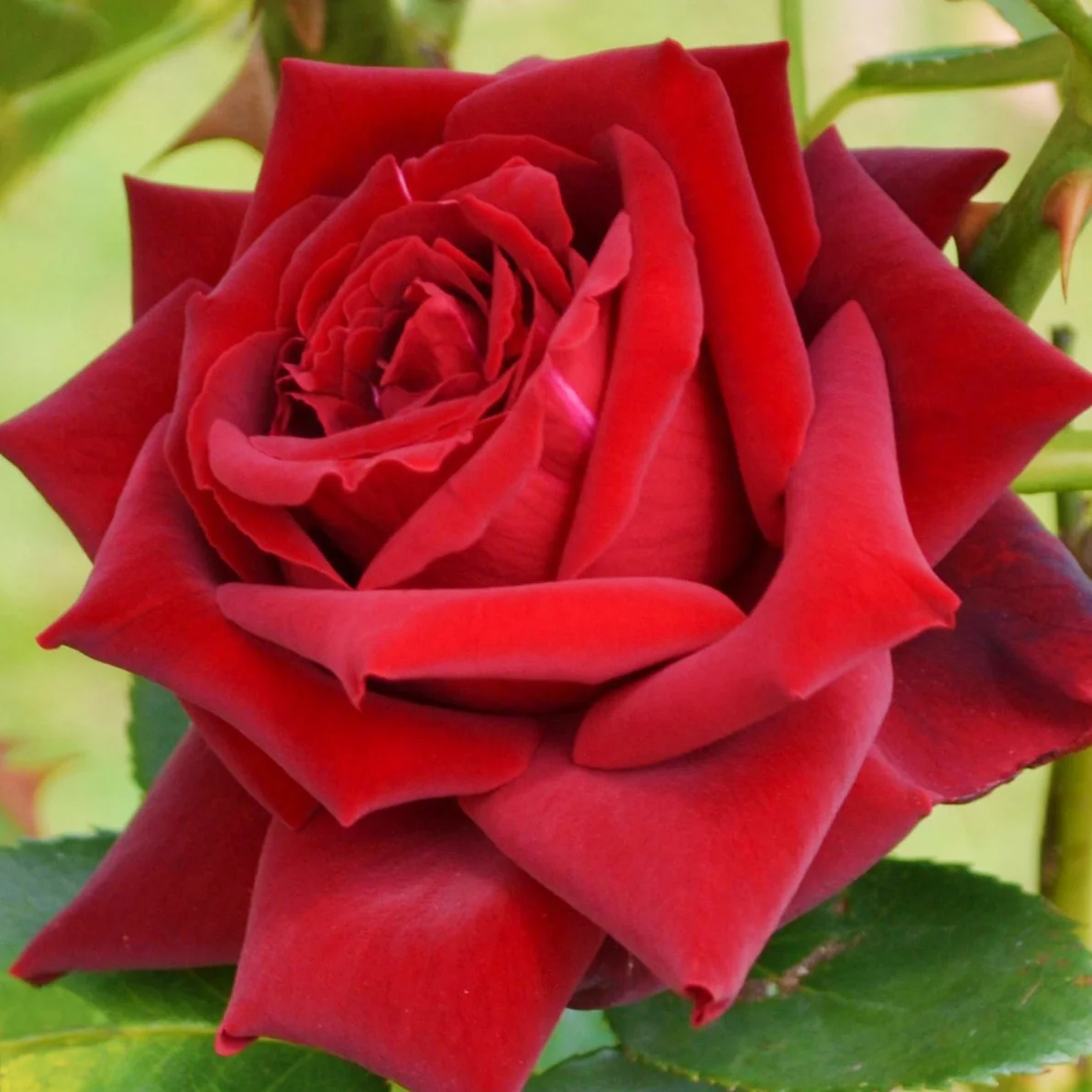 Grootbloemige roos 'Grande Amore' - Image 2