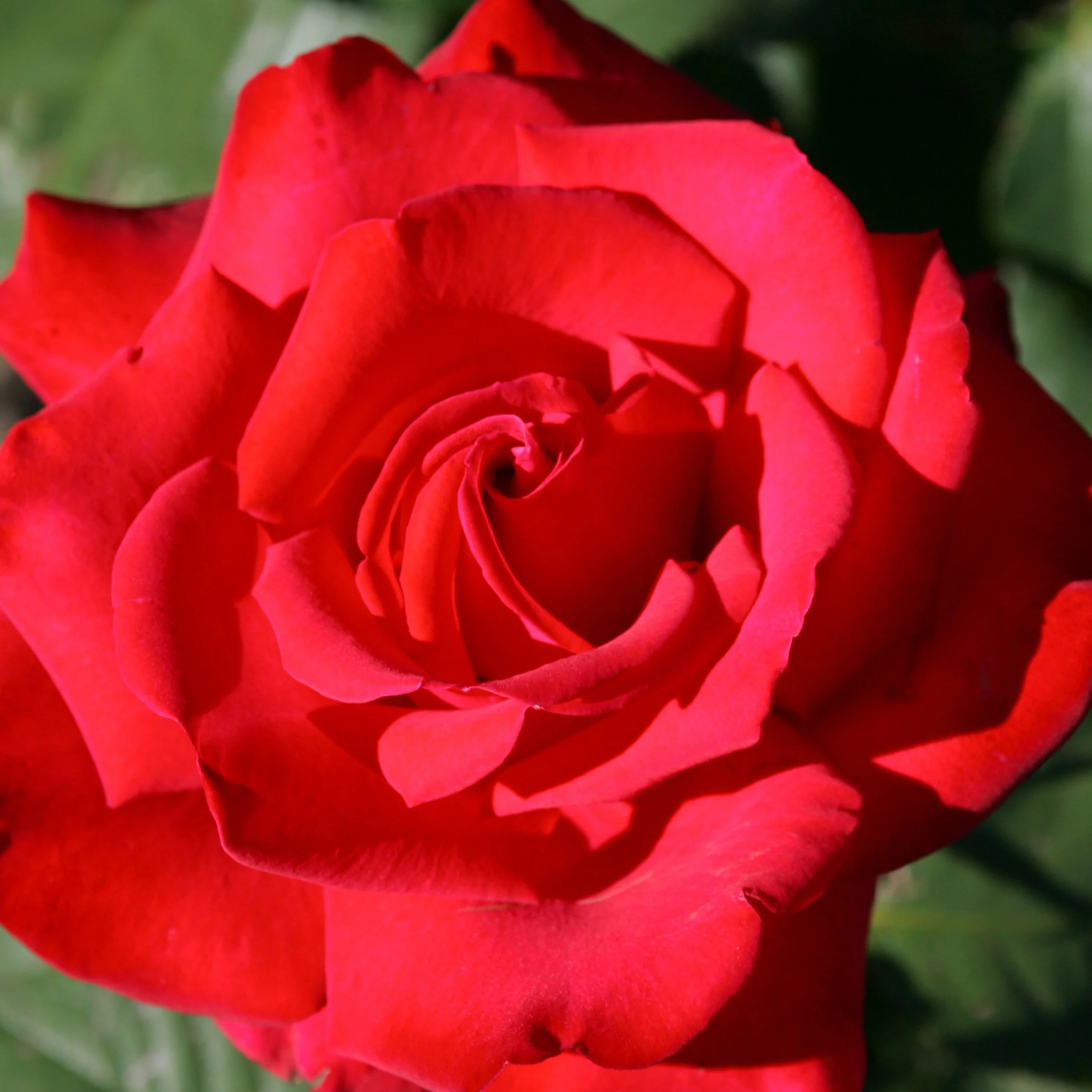 Grootbloemige roos 'Grande Amore' - Image 3