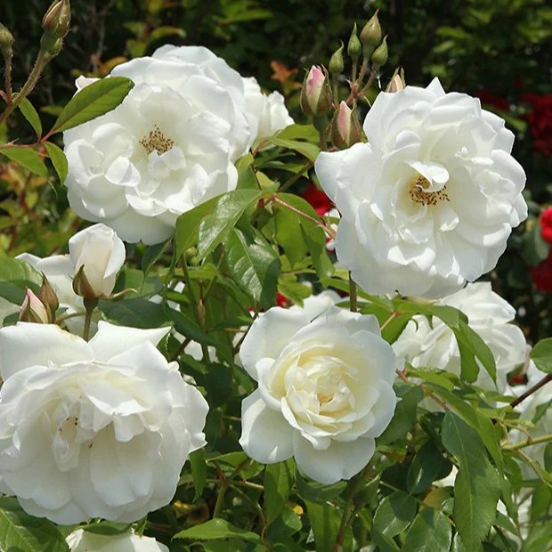 Grootbloemige roos 'Helga'