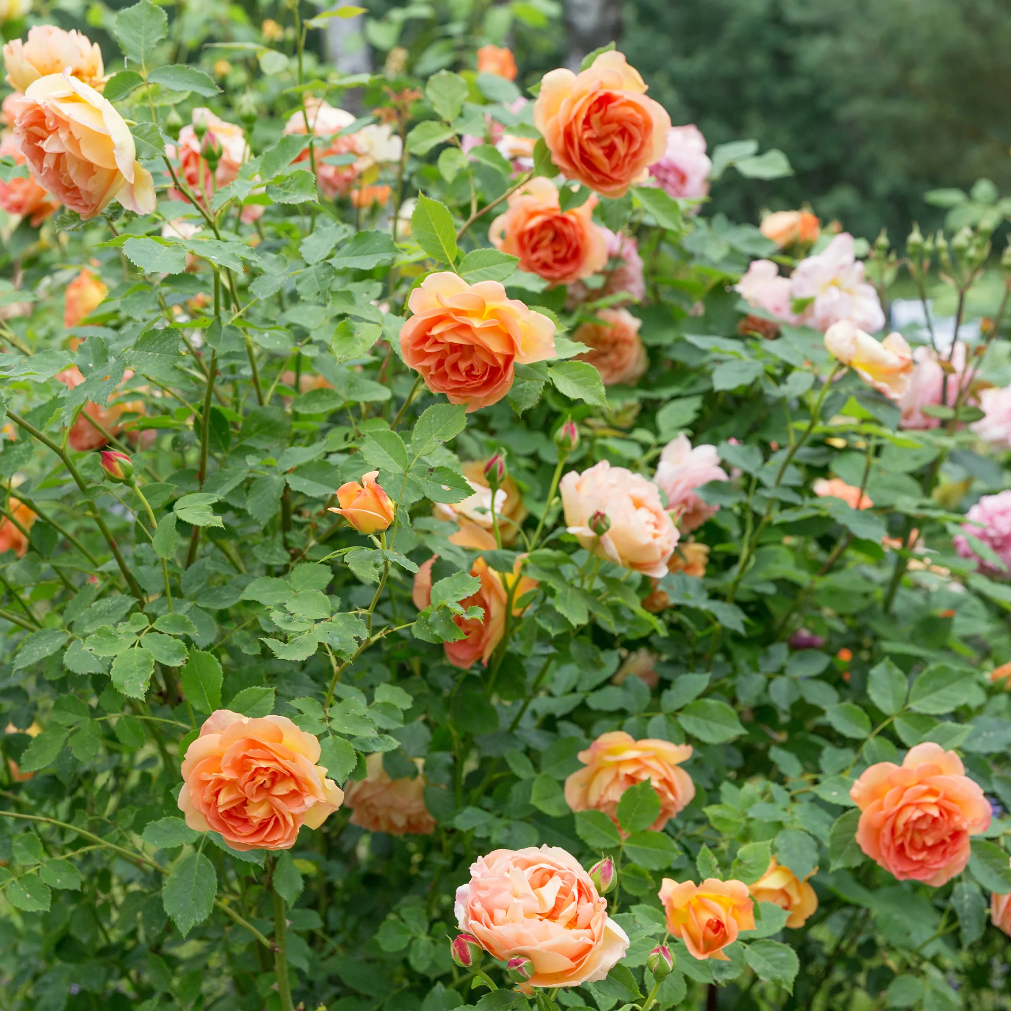 Grootbloemige roos Lady van Shalott®