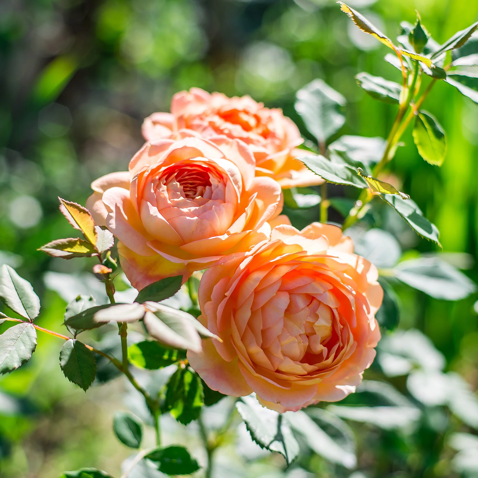 Grootbloemige roos Lady van Shalott® - Image 2