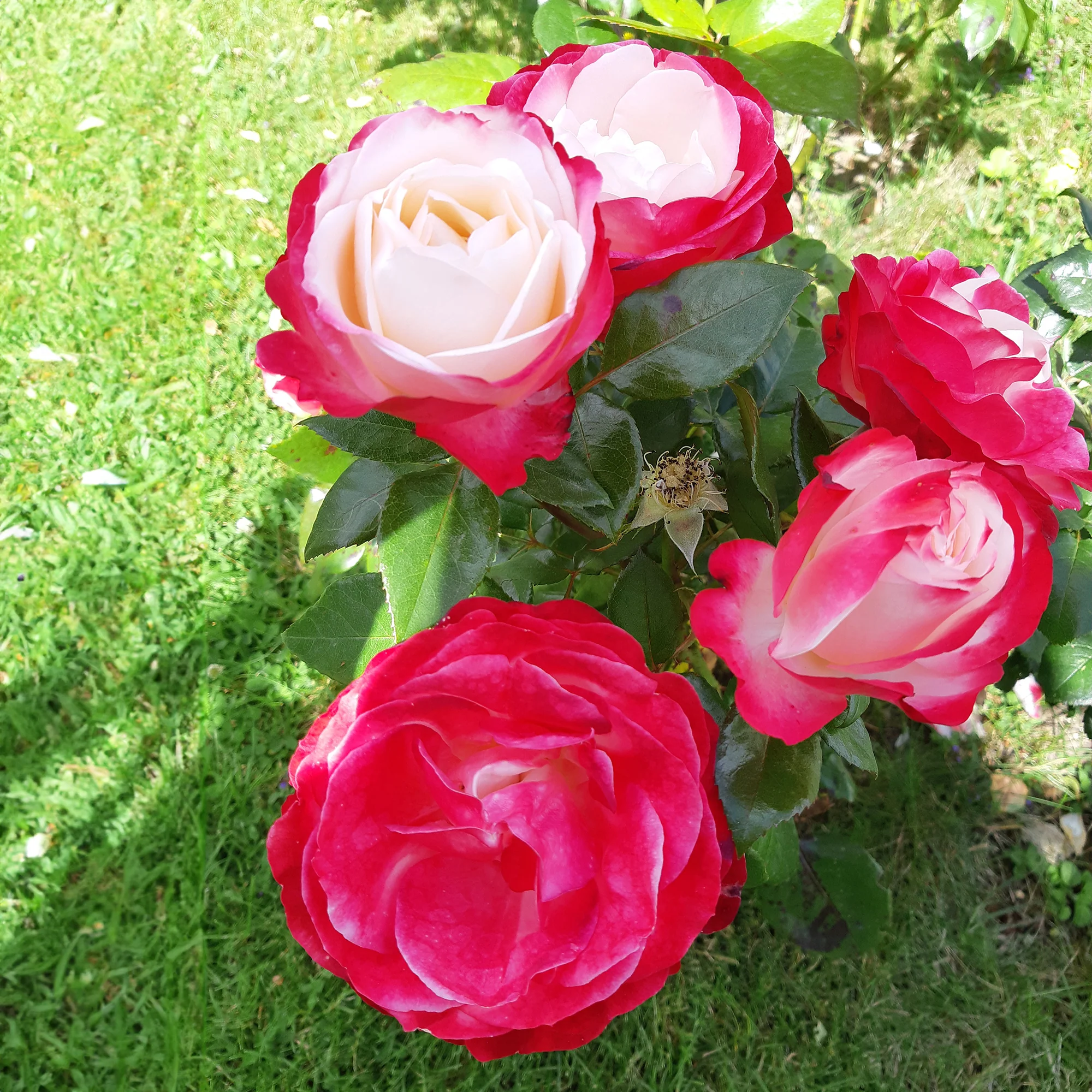 Miniatuur 2