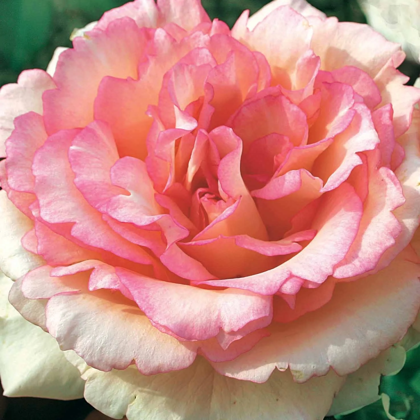 Grootbloemige roos 'Souvenier de Baden Baden'® / 'Korsouba'