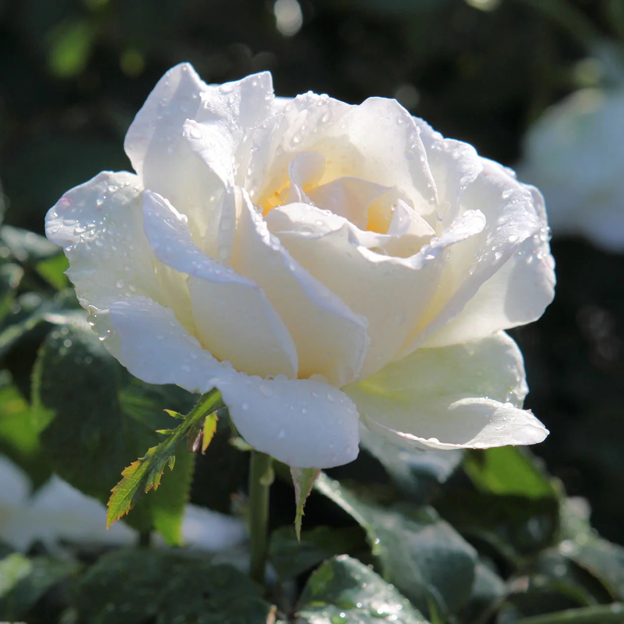 Grootbloemige roos 'White Symphony'