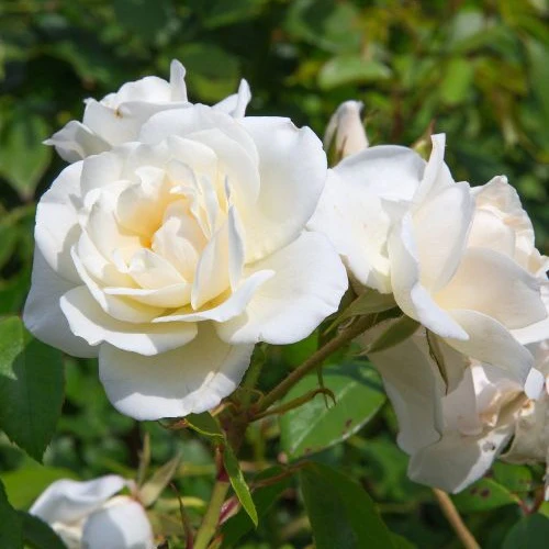 Grootbloemige roos 'White Symphony' - Image 2