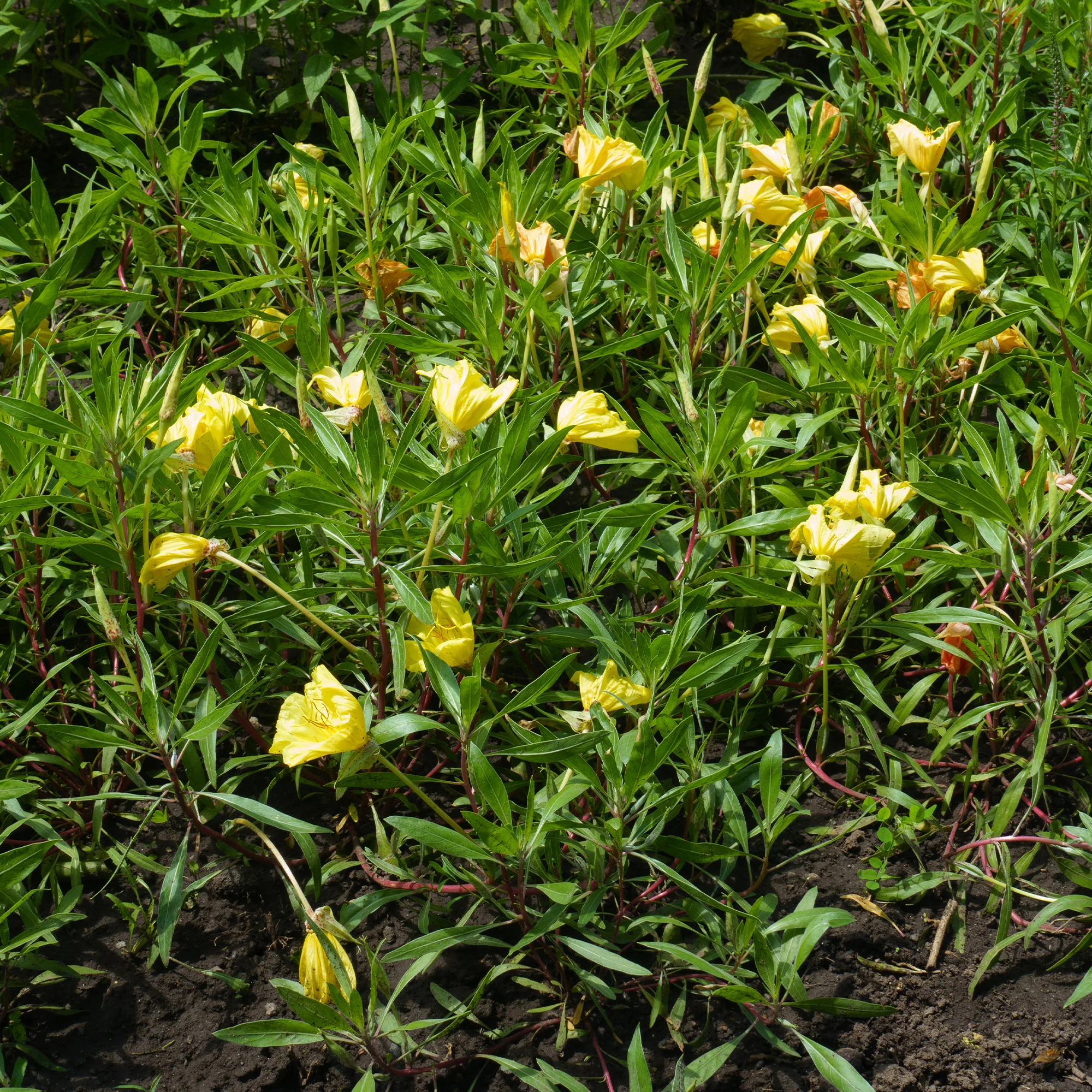 Grootbloemige teunisbloem (x2) - Image 2