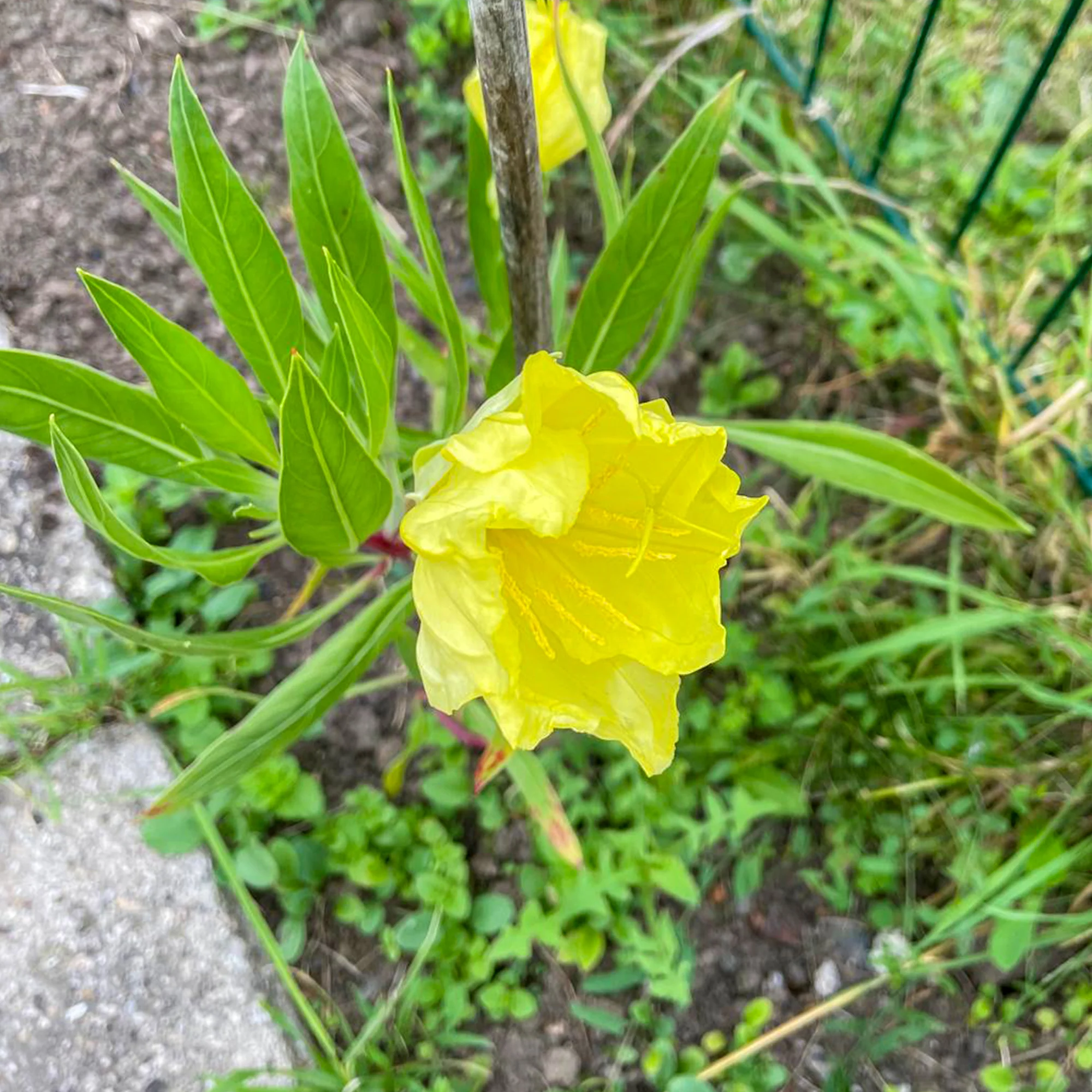 Grootbloemige teunisbloem (x2) - Image 3
