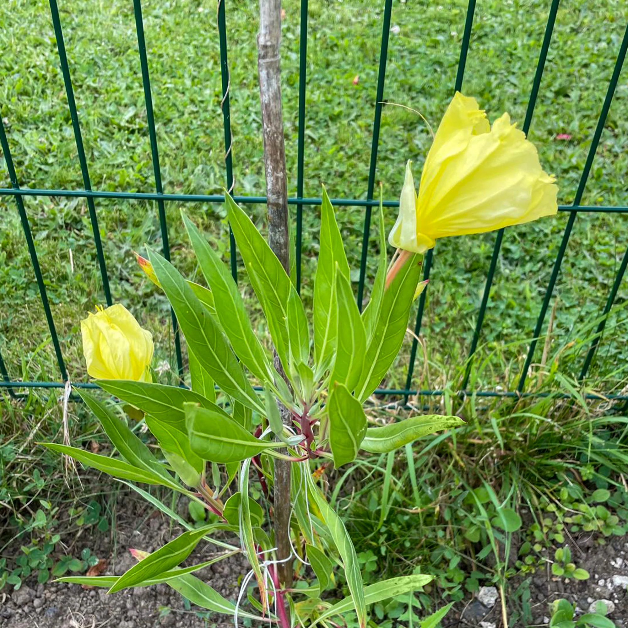 Grootbloemige teunisbloem (x2) - Image 4