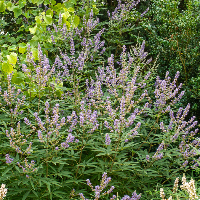 Grote blad monnikspeper