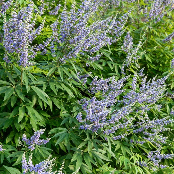 Grote blad monnikspeper - Image 2