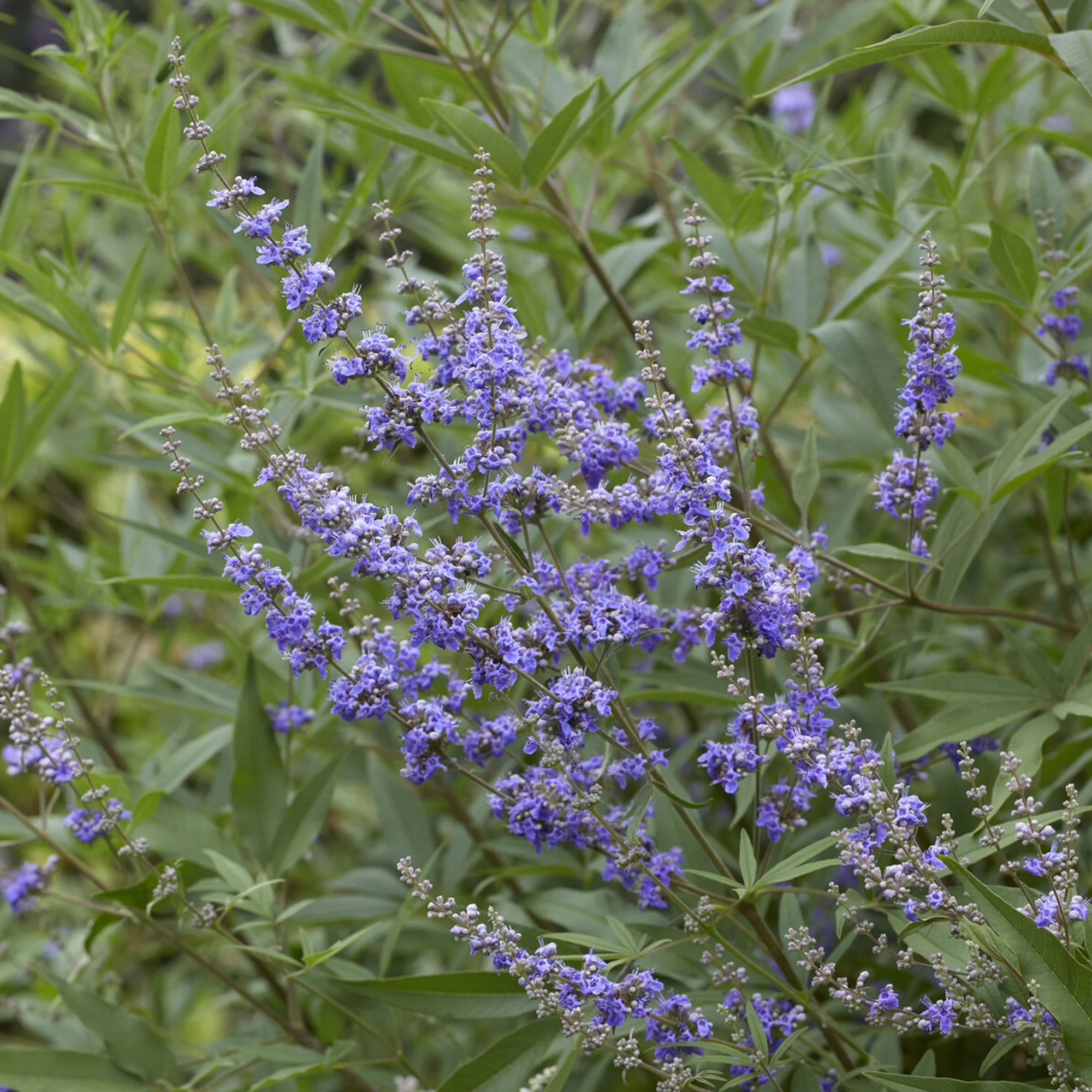 Grote blad monnikspeper - Image 3