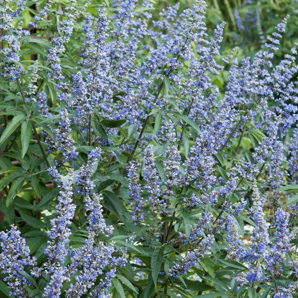 Grote blad monnikspeper - Image 4