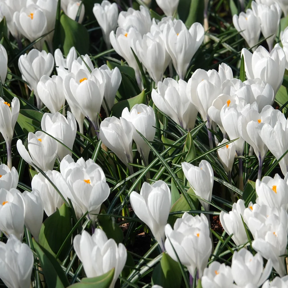 Grote Bloemkrokussen Jeanne d'Arc - Image 2