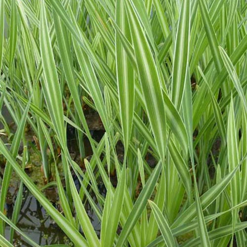 Grote bonte lisdodde