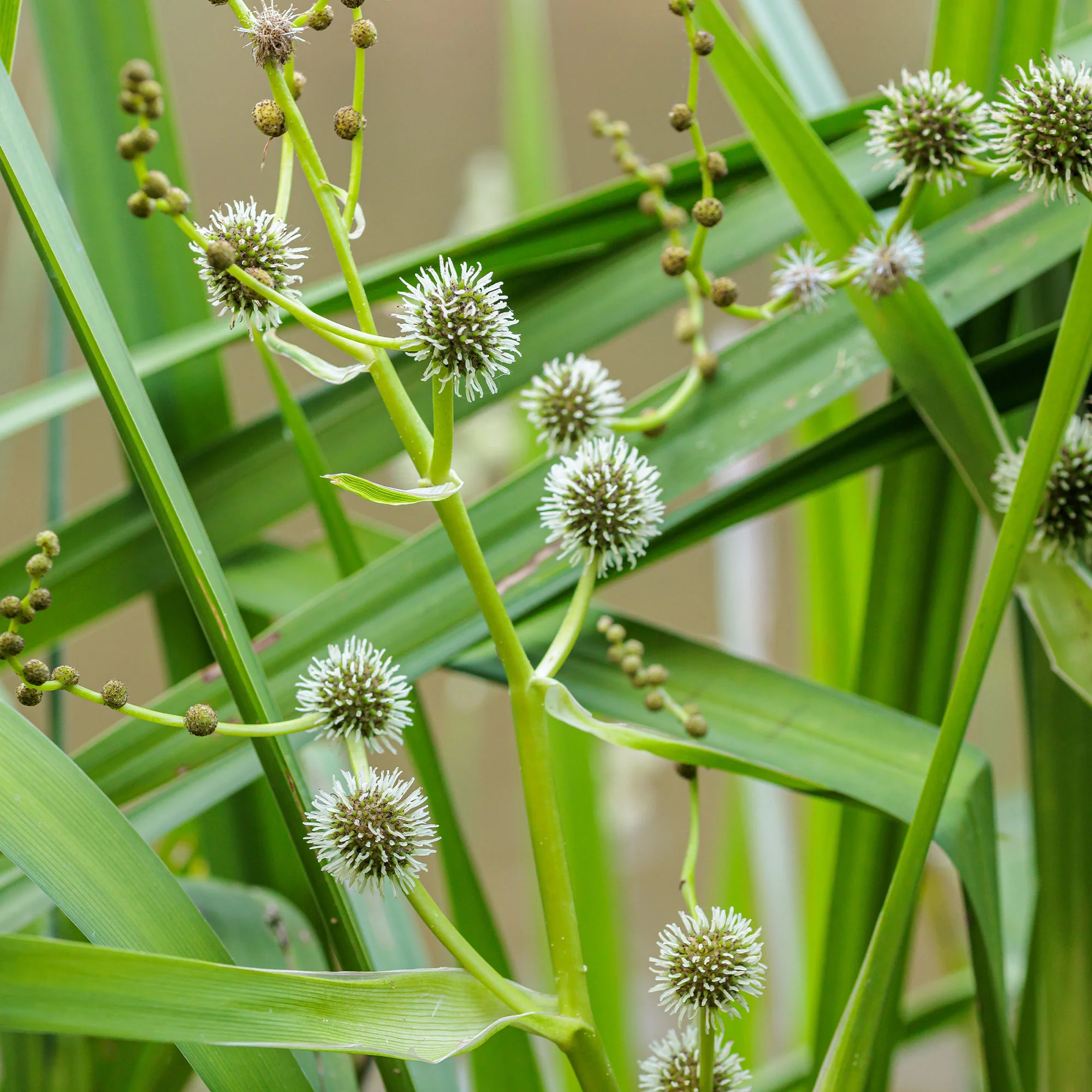 Grote egelskop Sparganier