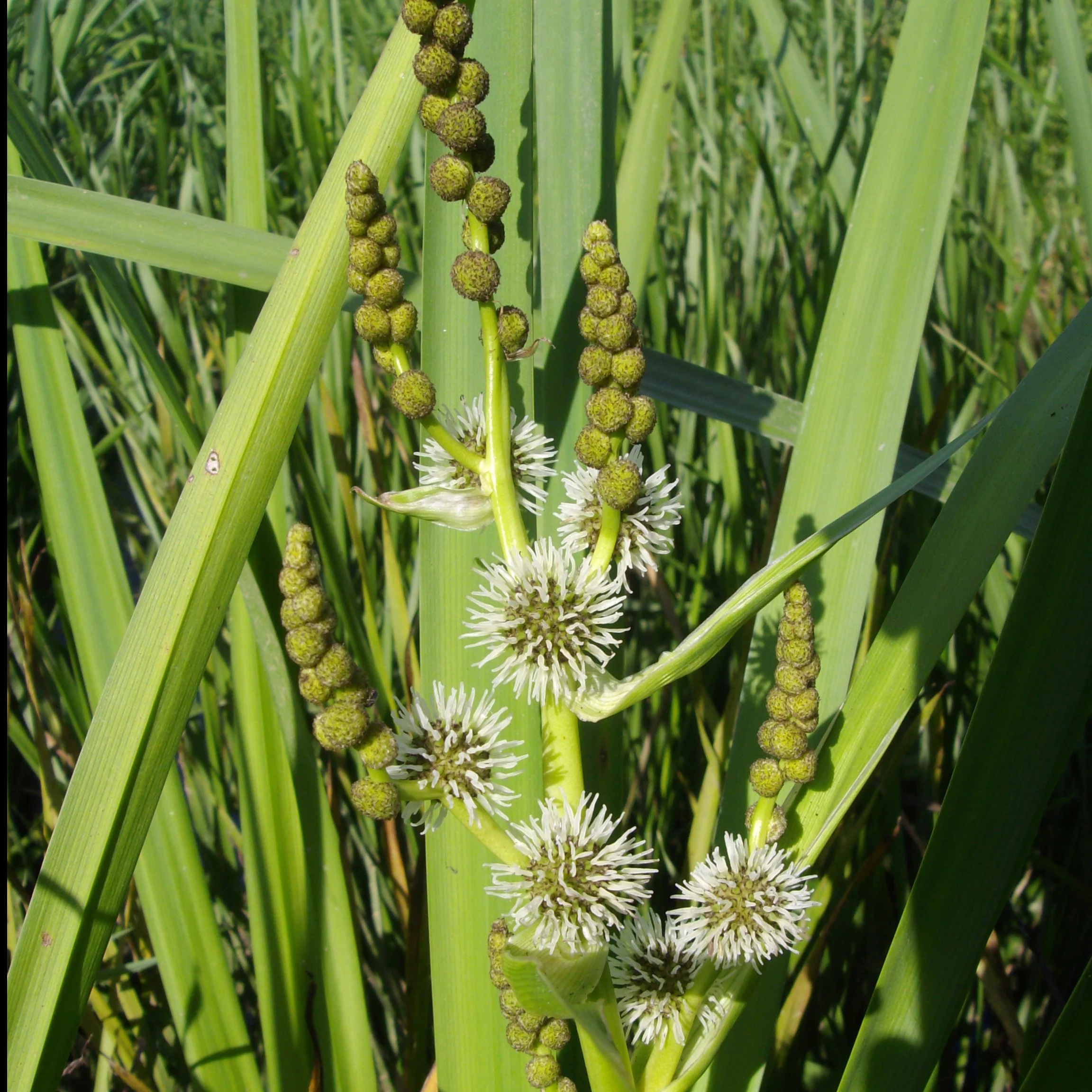 Grote egelskop Sparganier - Image 2